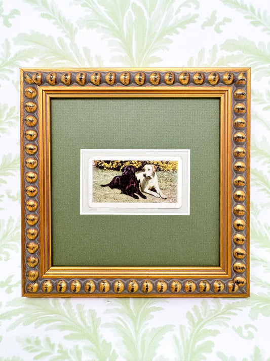 Framed Vintage Dog Cigarette Card c. 1961, Black and Yellow Labrador Retrievers