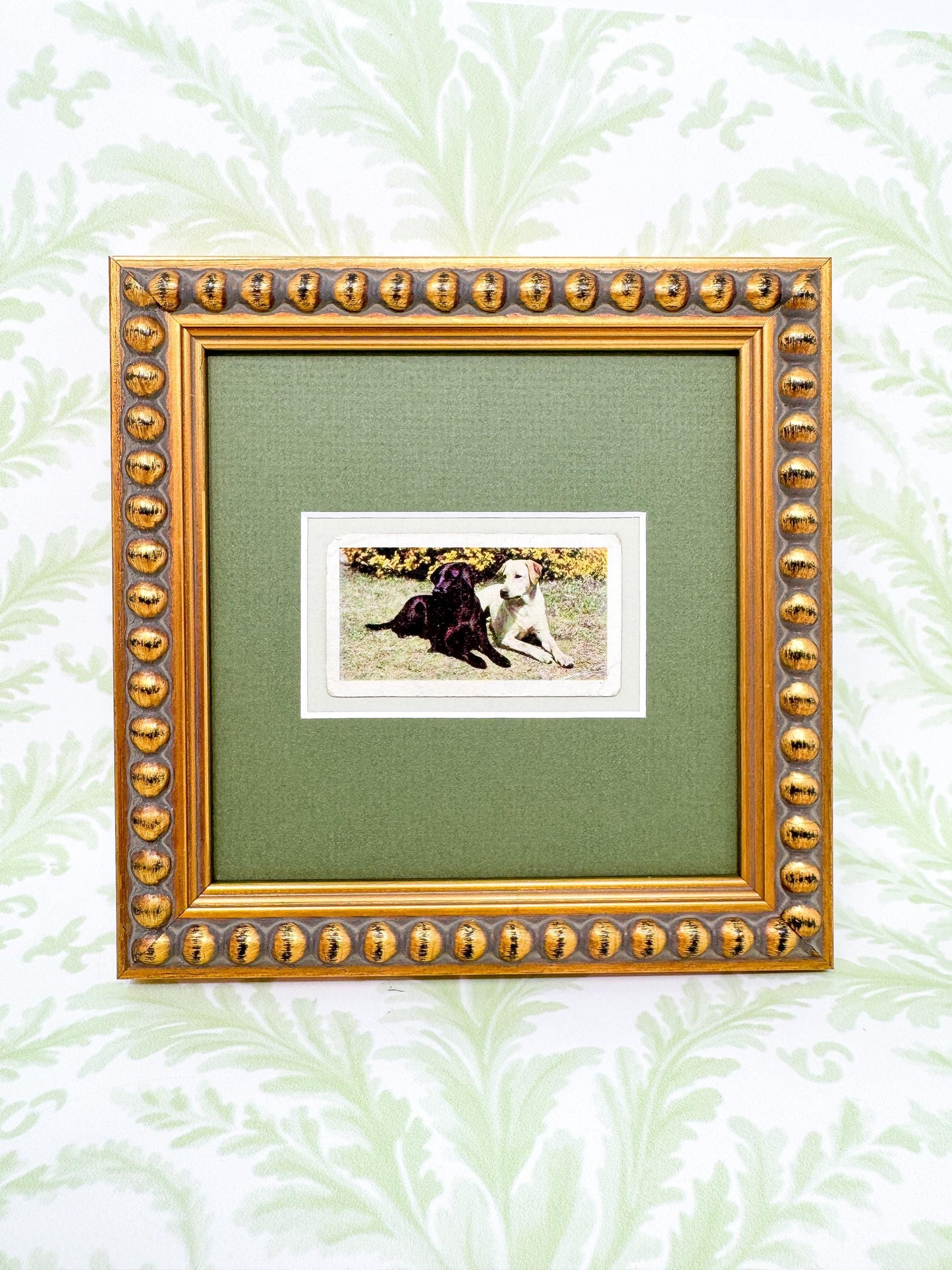 Framed Vintage Dog Cigarette Card c. 1961, Black and Yellow Labrador Retrievers