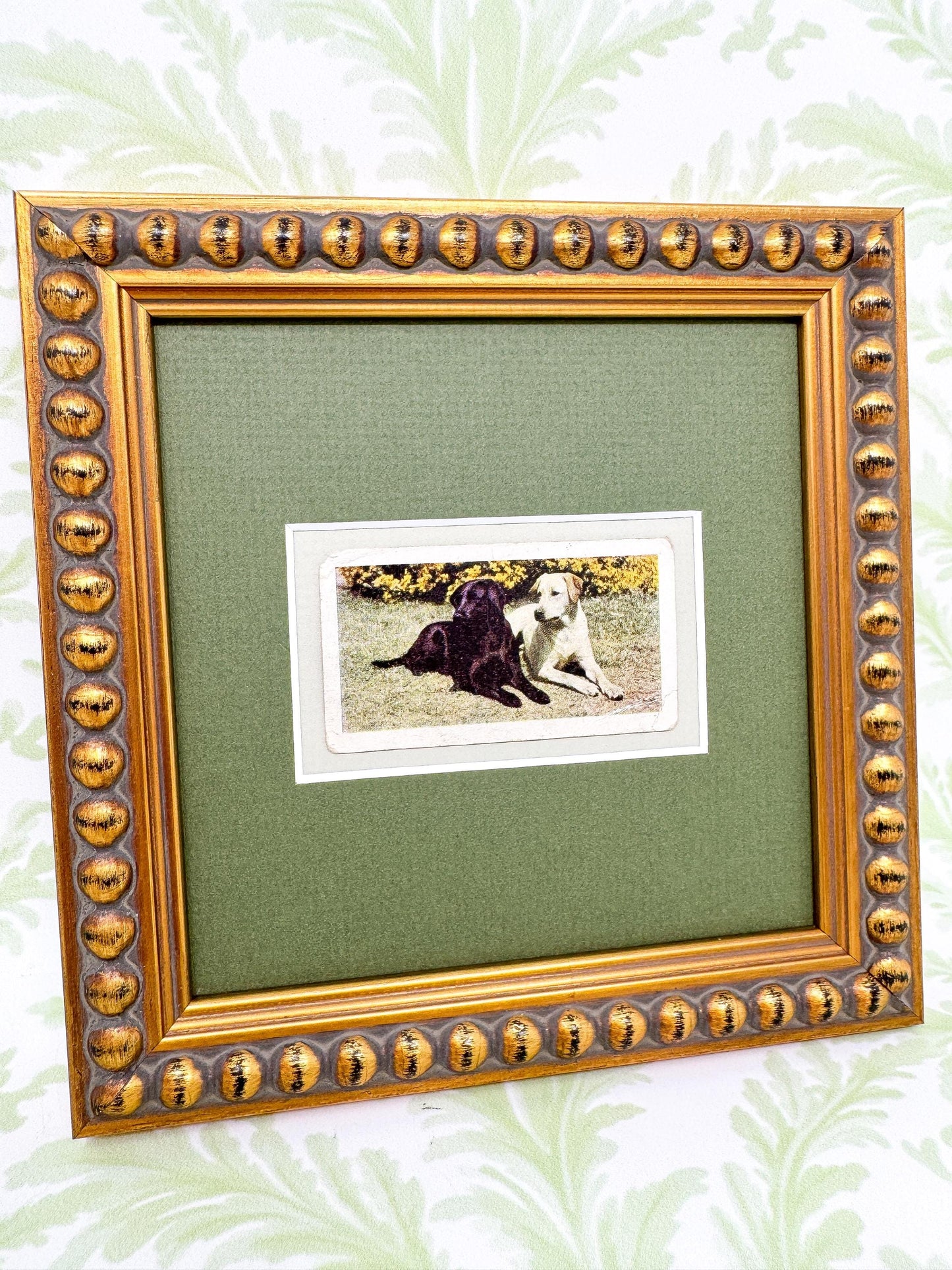 Framed Vintage Dog Cigarette Card c. 1961, Black and Yellow Labrador Retrievers