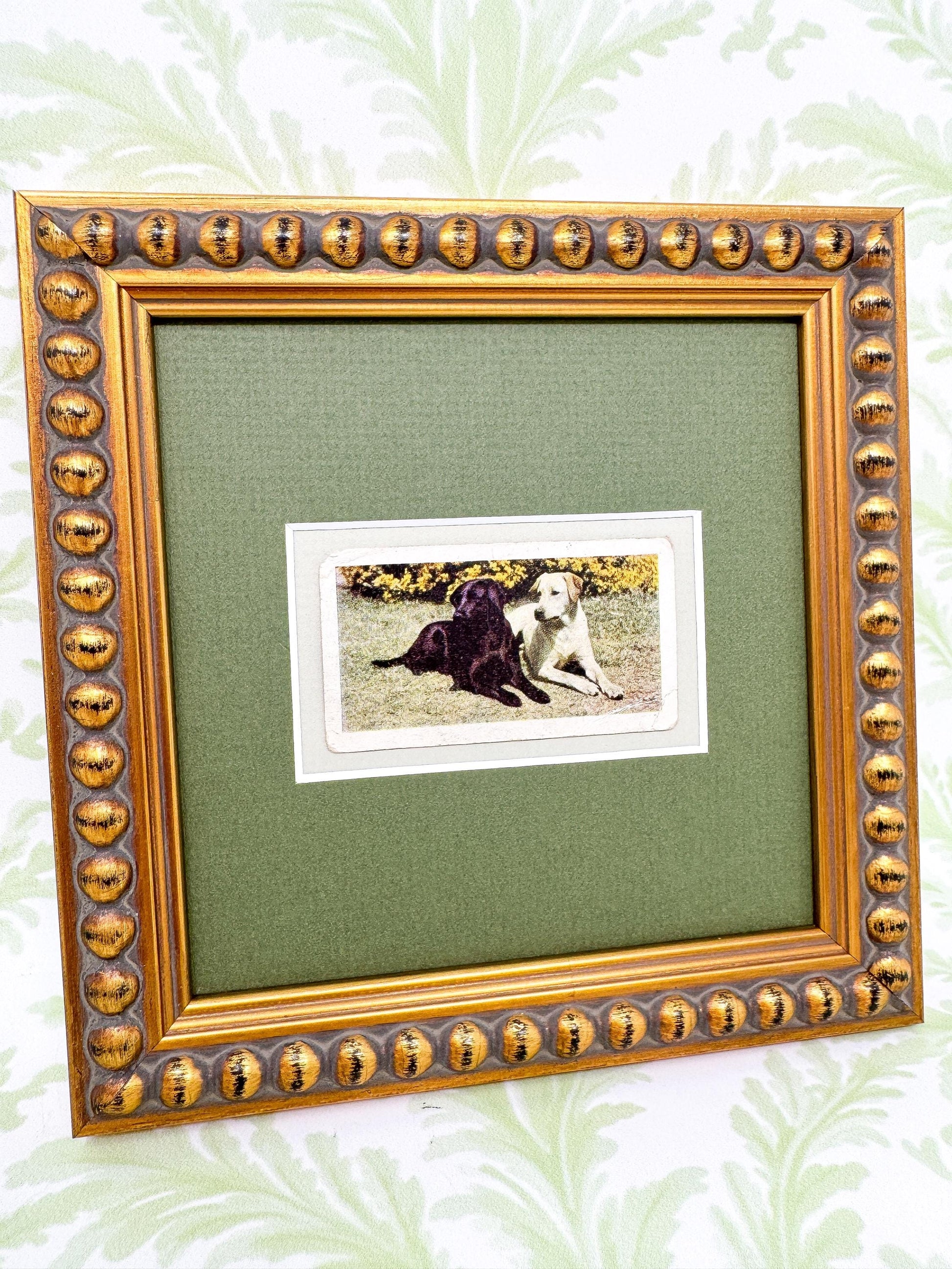 Framed Vintage Dog Cigarette Card c. 1961, Black and Yellow Labrador Retrievers