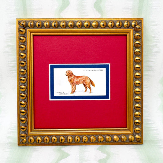 Framed Dog Antique Cigarette Card c. 1931, Golden Retriever