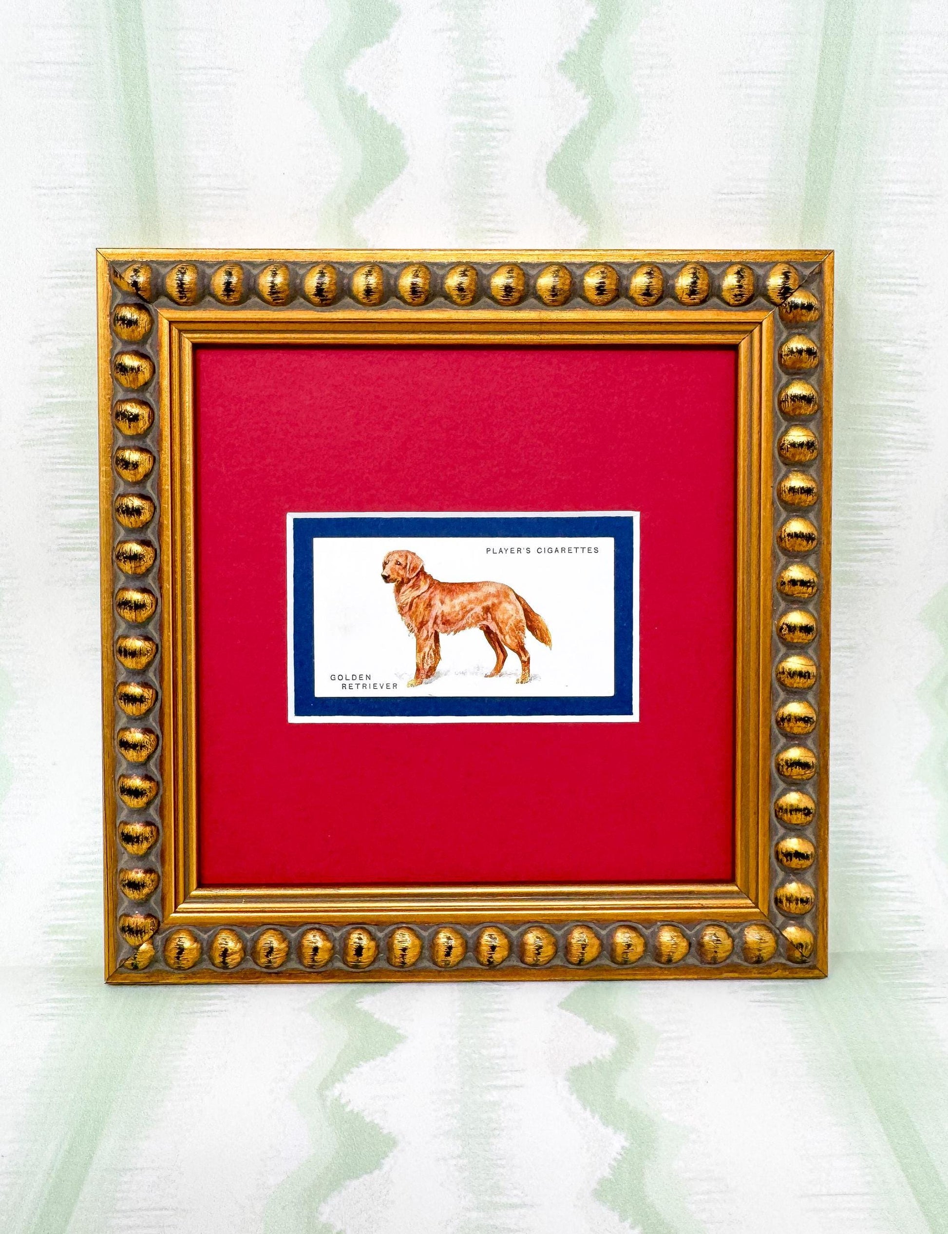 Framed Dog Antique Cigarette Card c. 1931, Golden Retriever