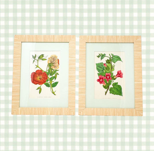 Framed Antique Flower Prints by James Ridgway c. 1800s, Set of 2
