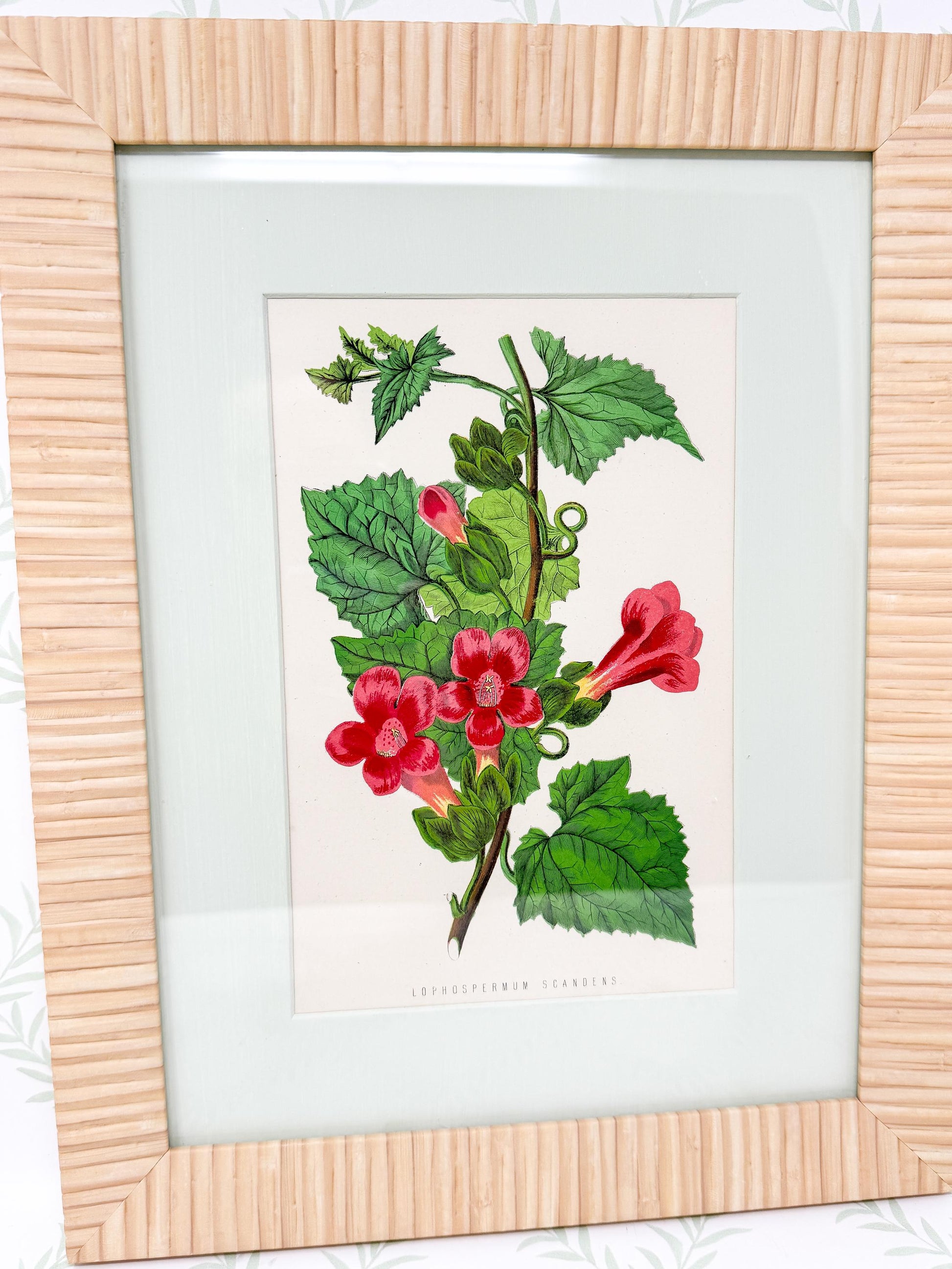 Framed Antique Flower Prints by James Ridgway c. 1800s, Set of 2