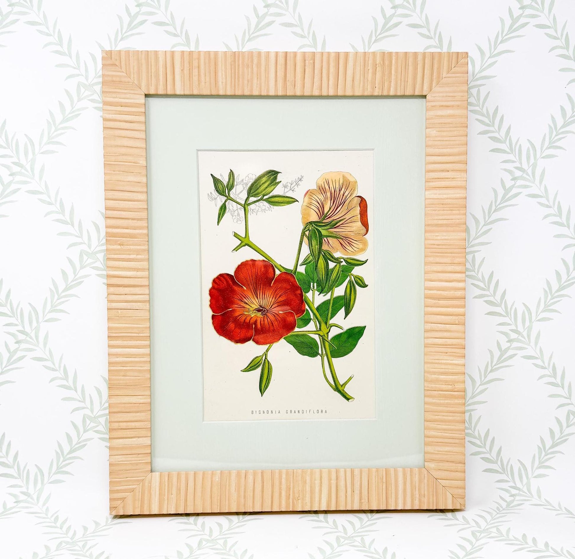Framed Antique Flower Prints by James Ridgway c. 1800s, Set of 2