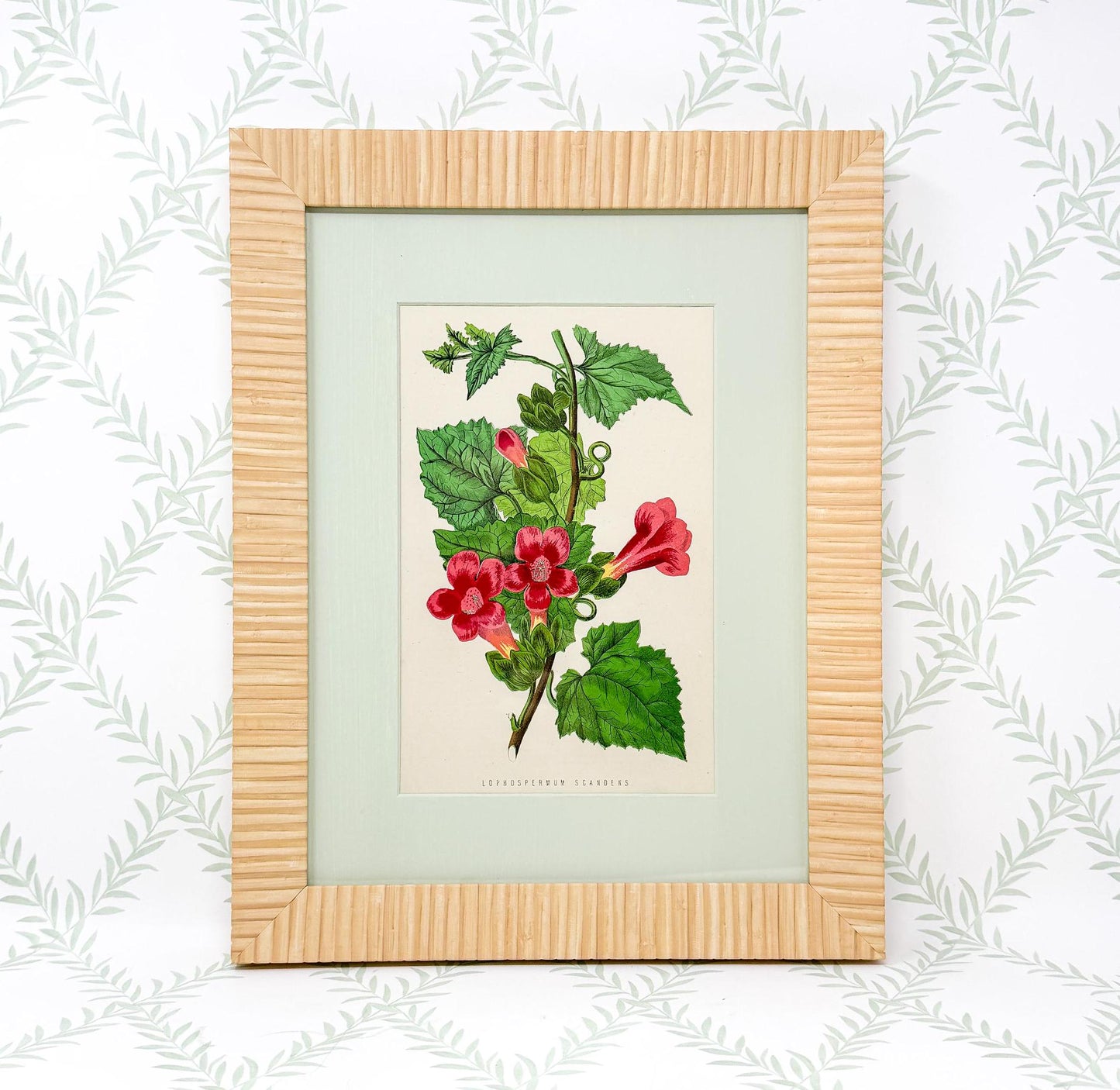 Framed Antique Flower Prints by James Ridgway c. 1800s, Set of 2