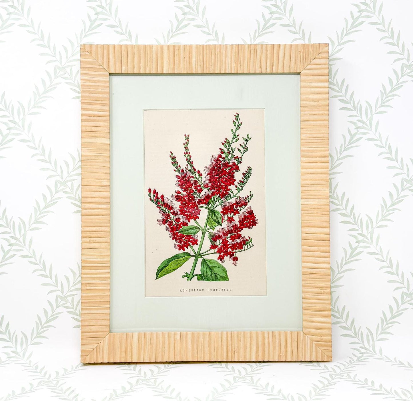 Framed Antique Flower Print by James Ridgway c. 1800s