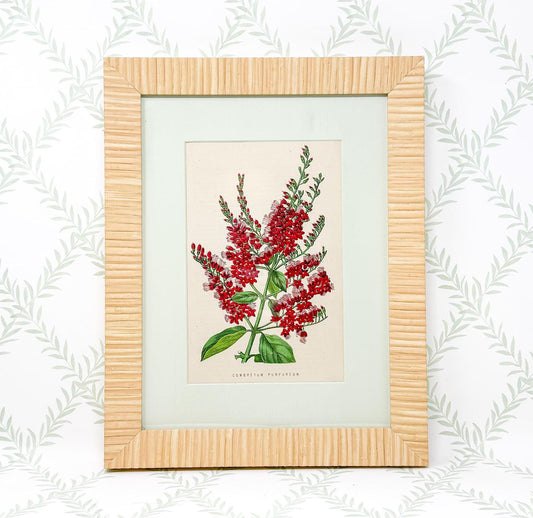 Framed Antique Flower Print by James Ridgway c. 1800s