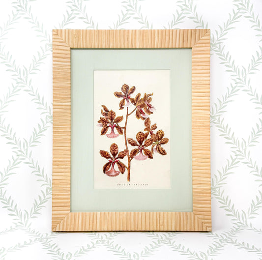 Framed Antique Flower Print by James Ridgway c. 1800s