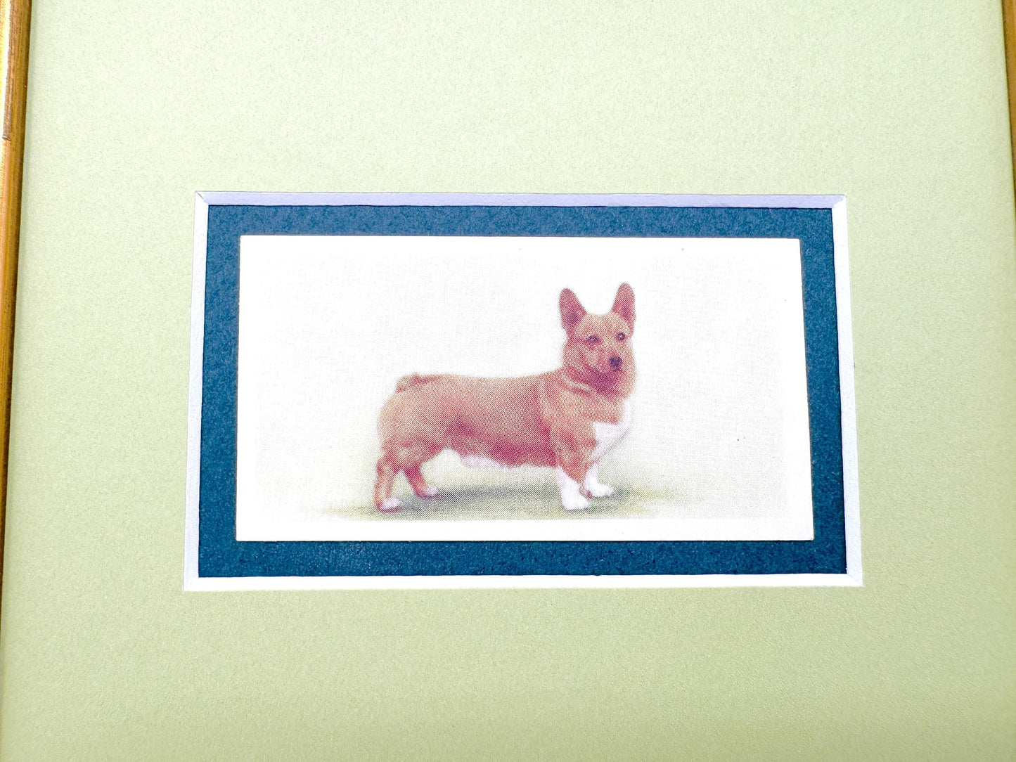 Framed Antique Dog Cigarette Card, Corgi