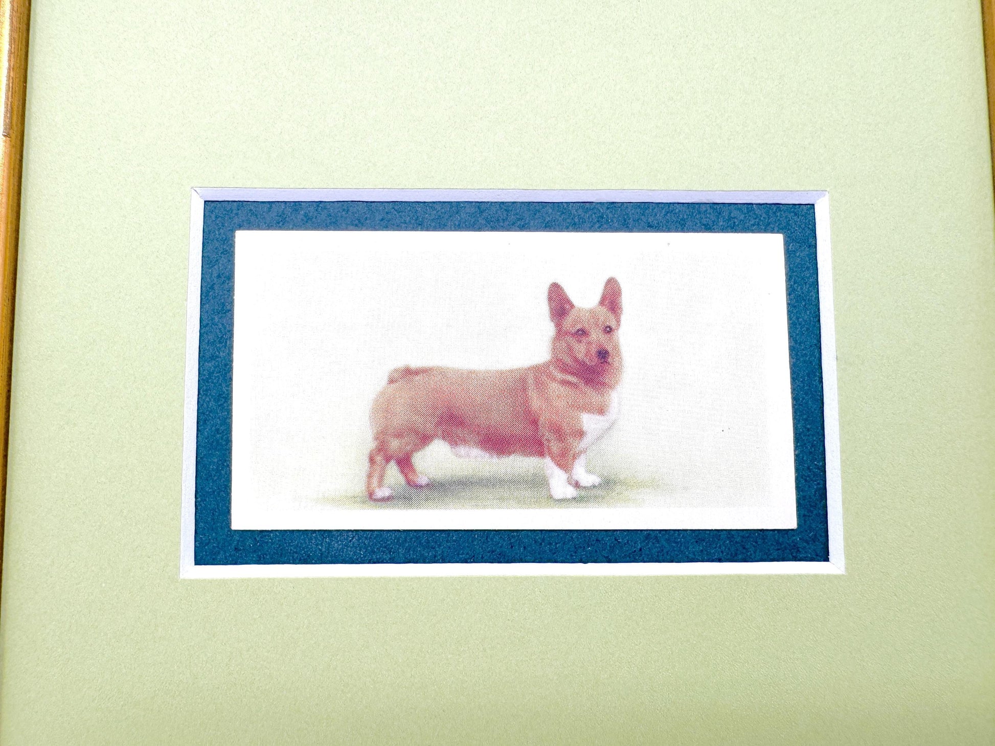Framed Antique Dog Cigarette Card, Corgi