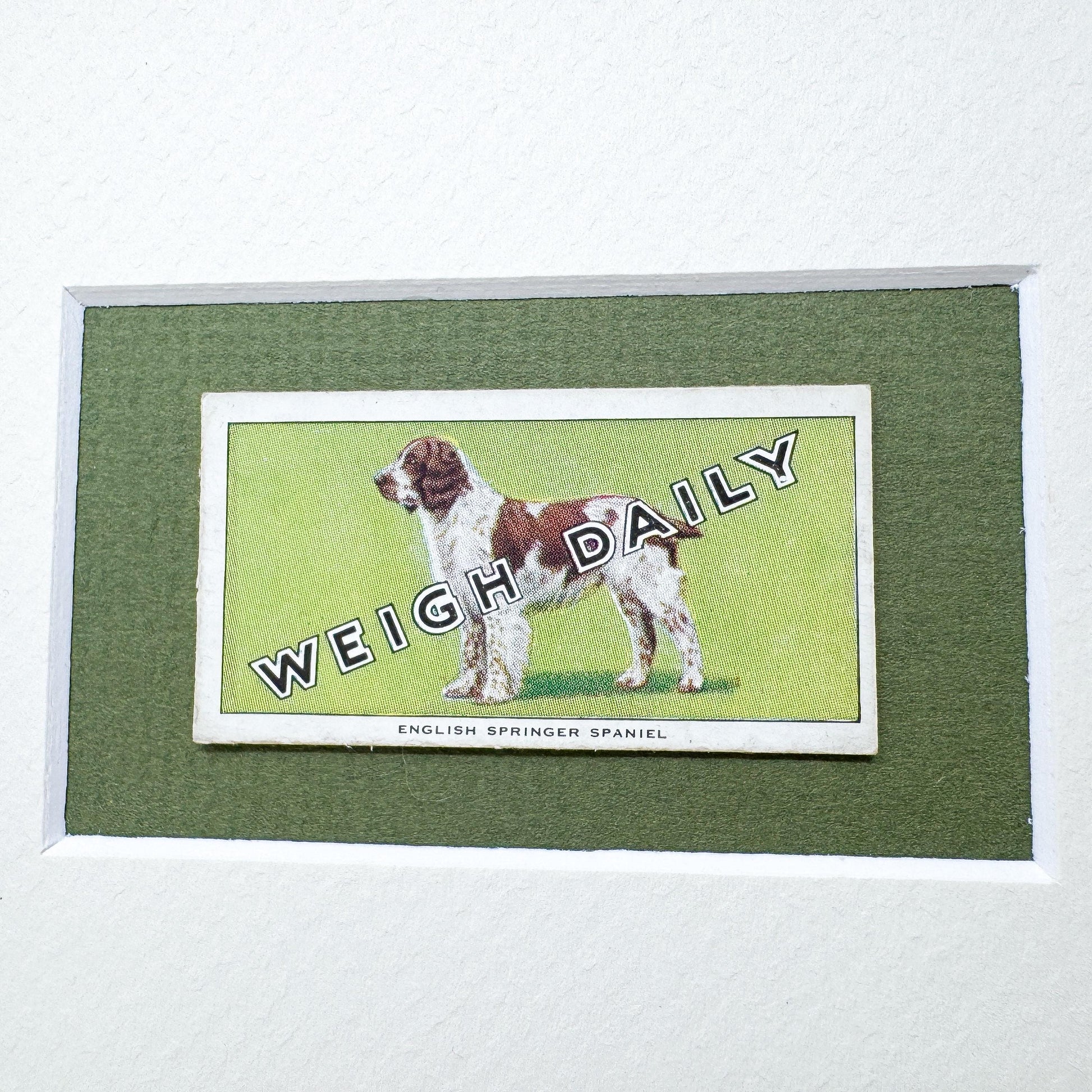 Framed Dog Antique Cigarette Card, English Springer Spaniel