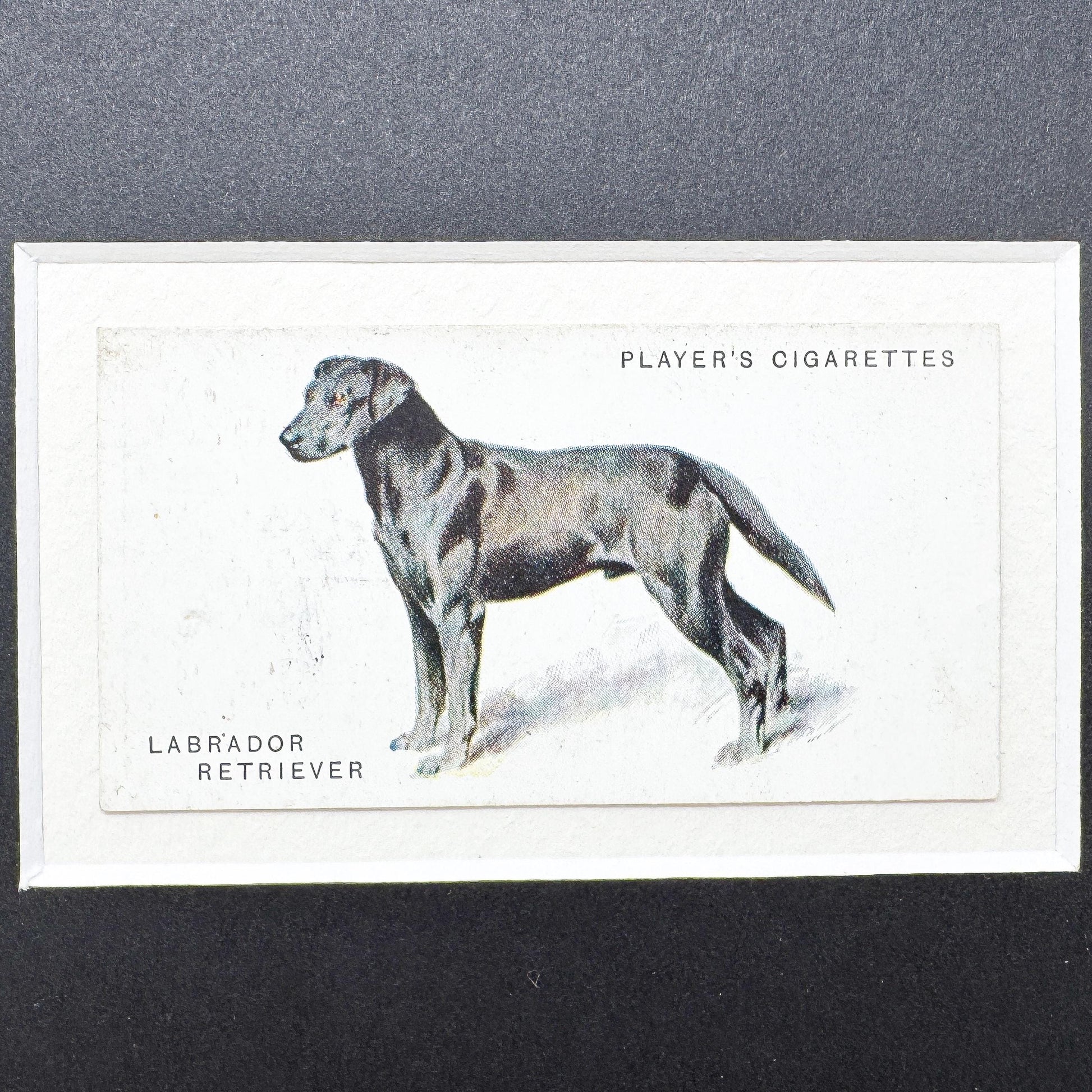 Framed Dog Antique Cigarette Card c. 1931, Black Labrador Retriever
