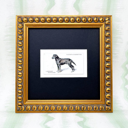 Framed Dog Antique Cigarette Card c. 1931, Black Labrador Retriever