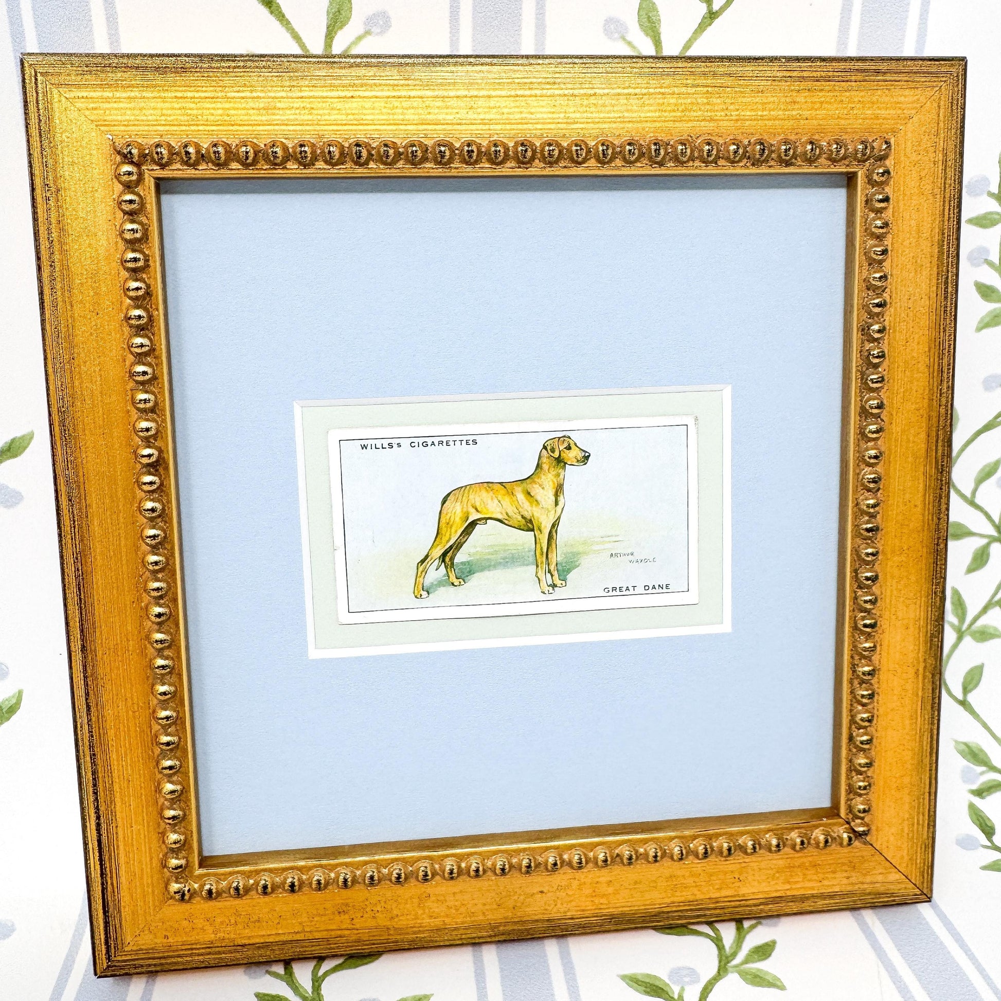 Framed Antique Dog Cigarette Card c. 1937, Great Dane