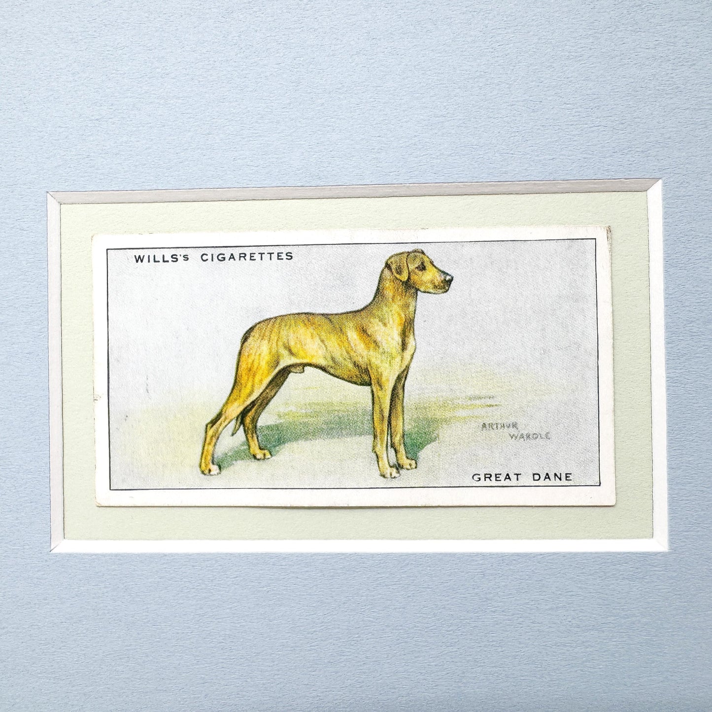 Framed Antique Dog Cigarette Card c. 1937, Great Dane