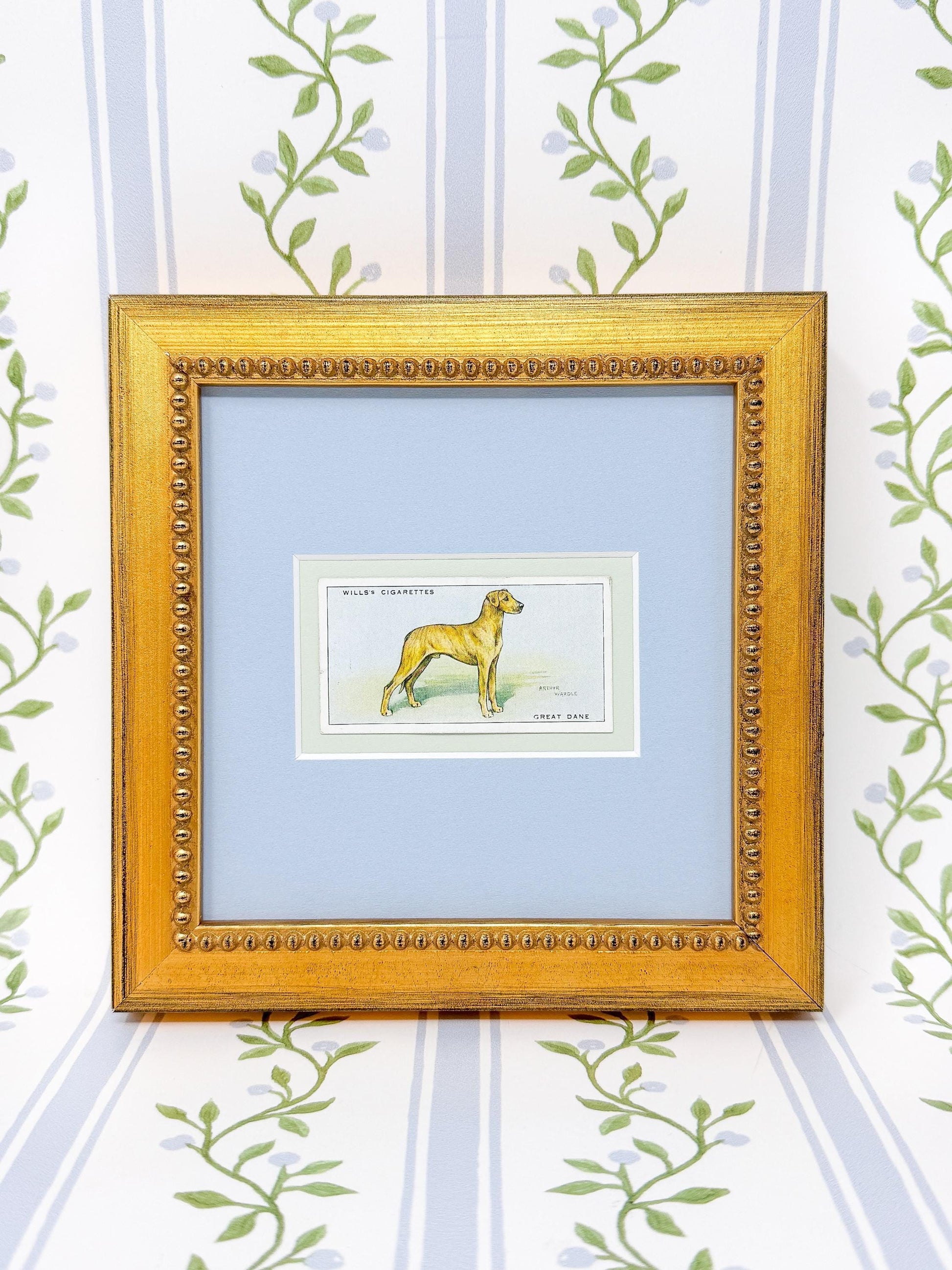 Framed Antique Dog Cigarette Card c. 1937, Great Dane