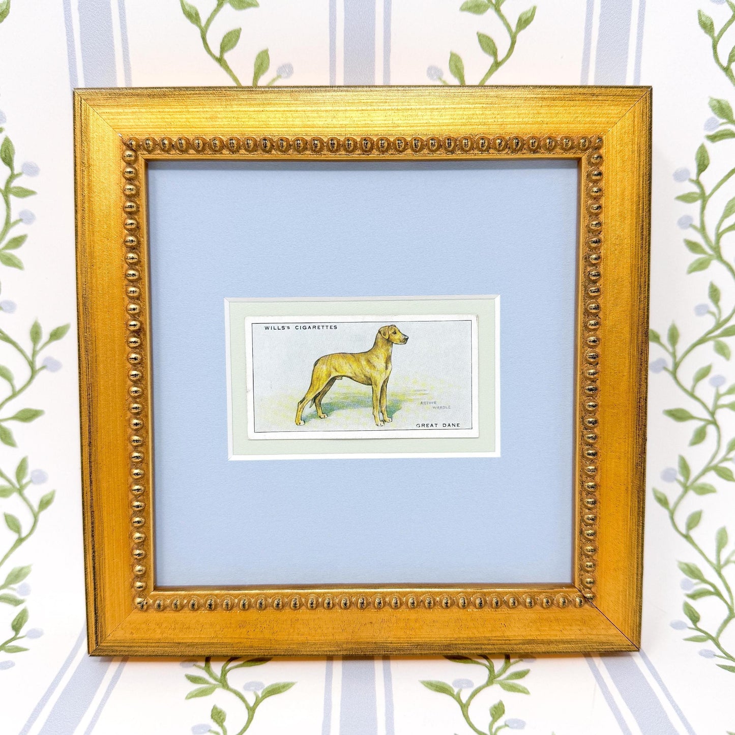 Framed Antique Dog Cigarette Card c. 1937, Great Dane