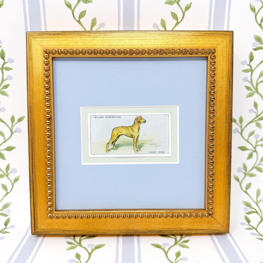 Framed Antique Dog Cigarette Card c. 1937, Great Dane