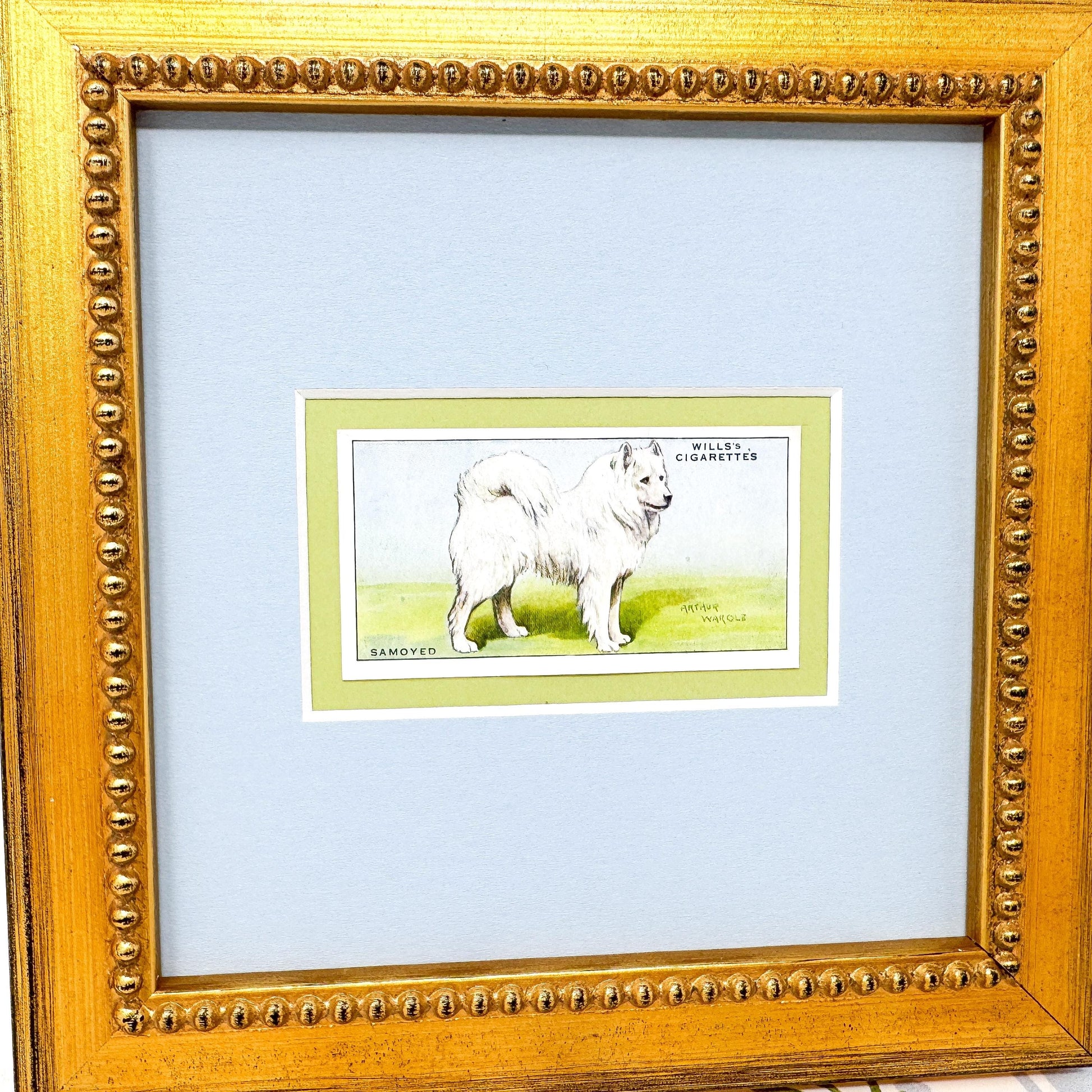 Framed Antique Dog Cigarette Card c. 1937, Samoyed