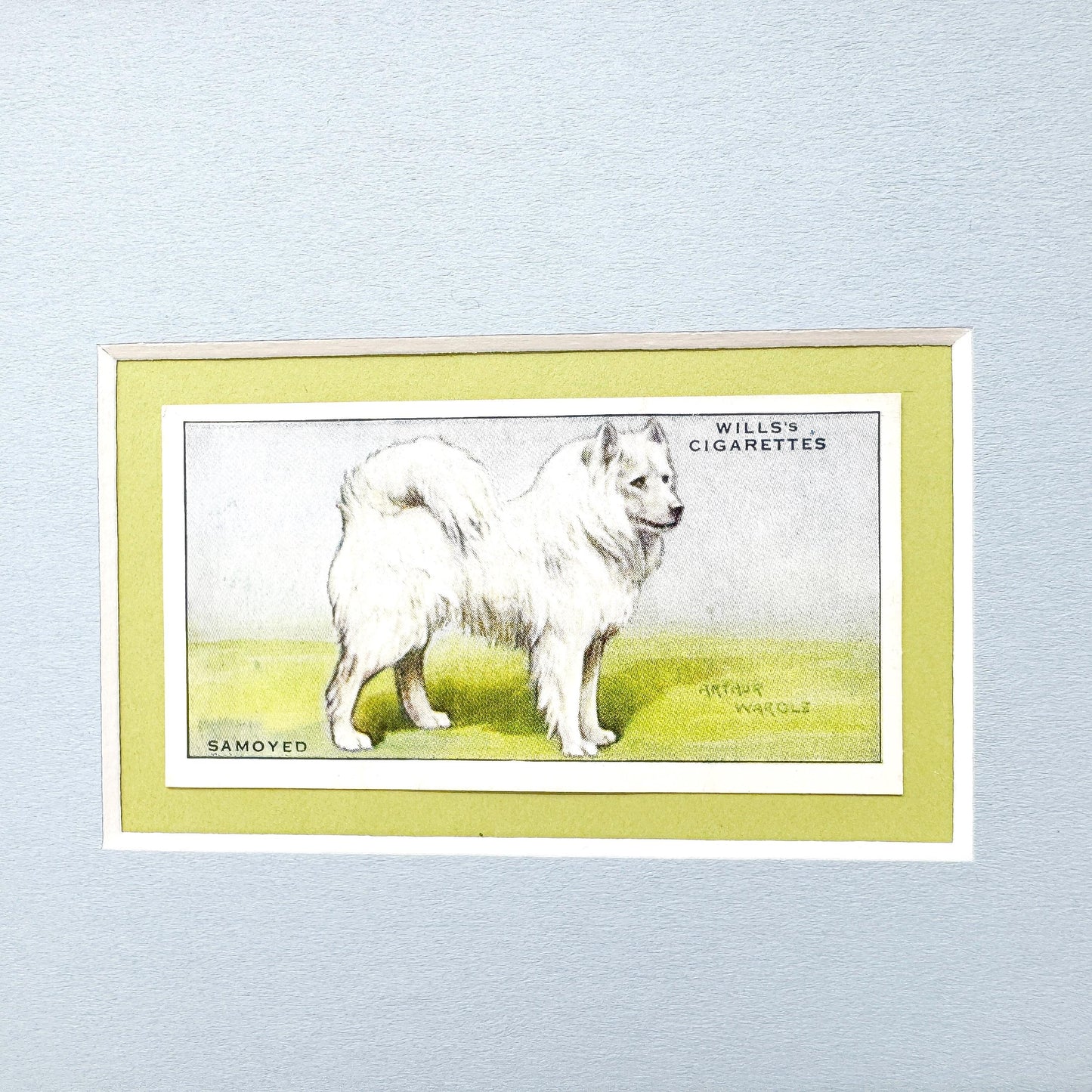 Framed Antique Dog Cigarette Card c. 1937, Samoyed