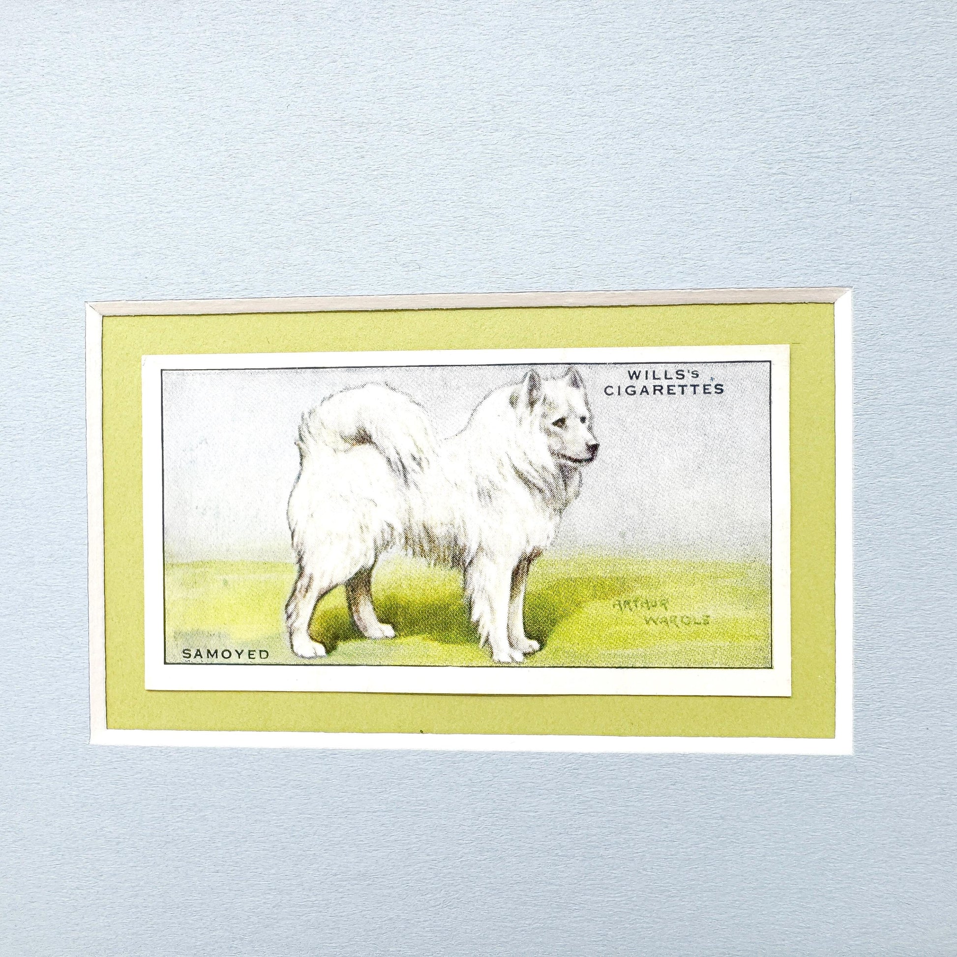 Framed Antique Dog Cigarette Card c. 1937, Samoyed