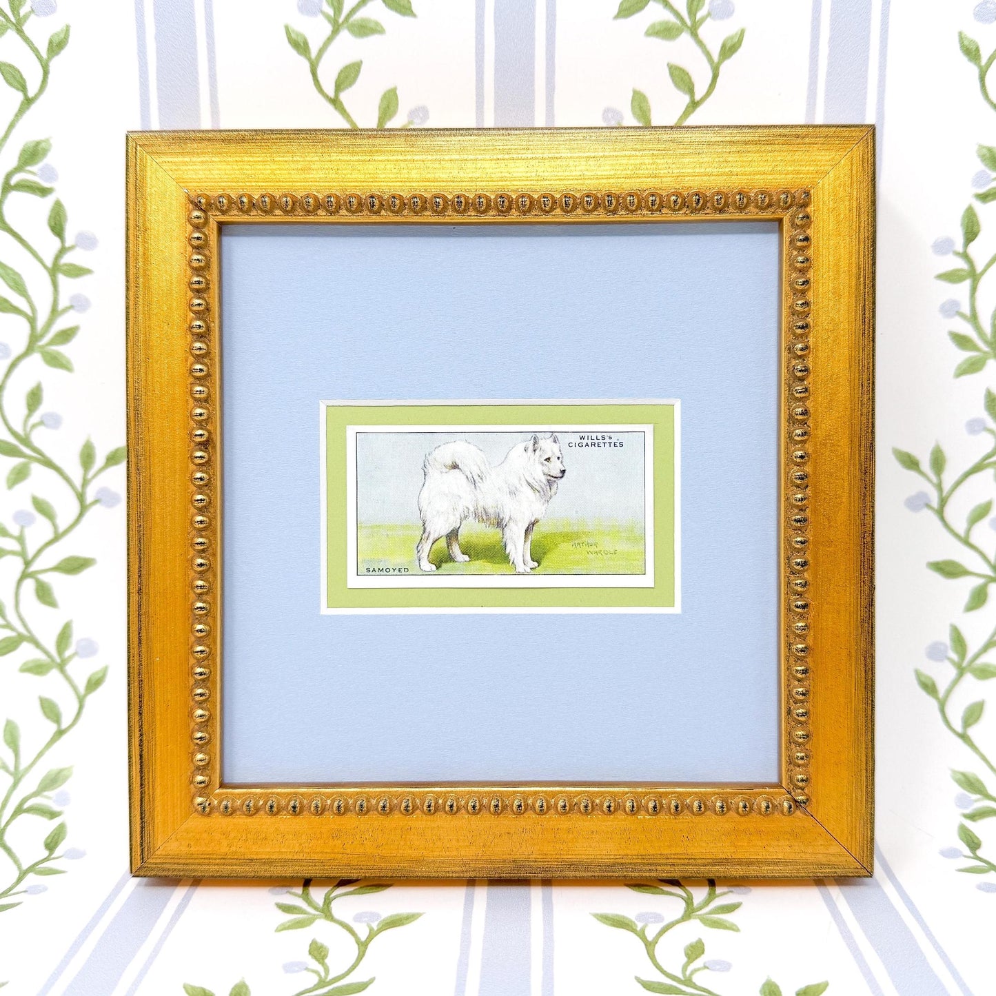 Framed Antique Dog Cigarette Card c. 1937, Samoyed