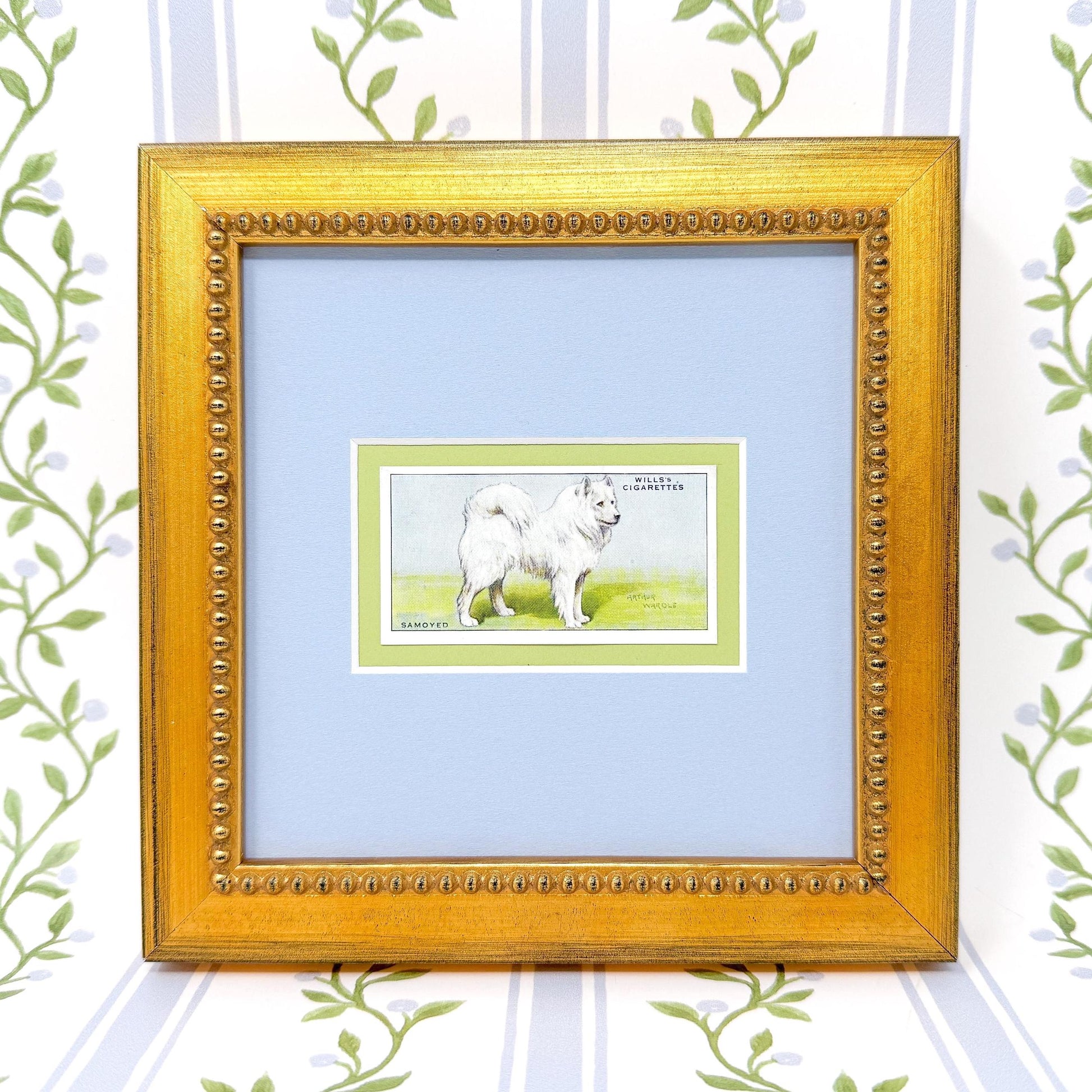 Framed Antique Dog Cigarette Card c. 1937, Samoyed
