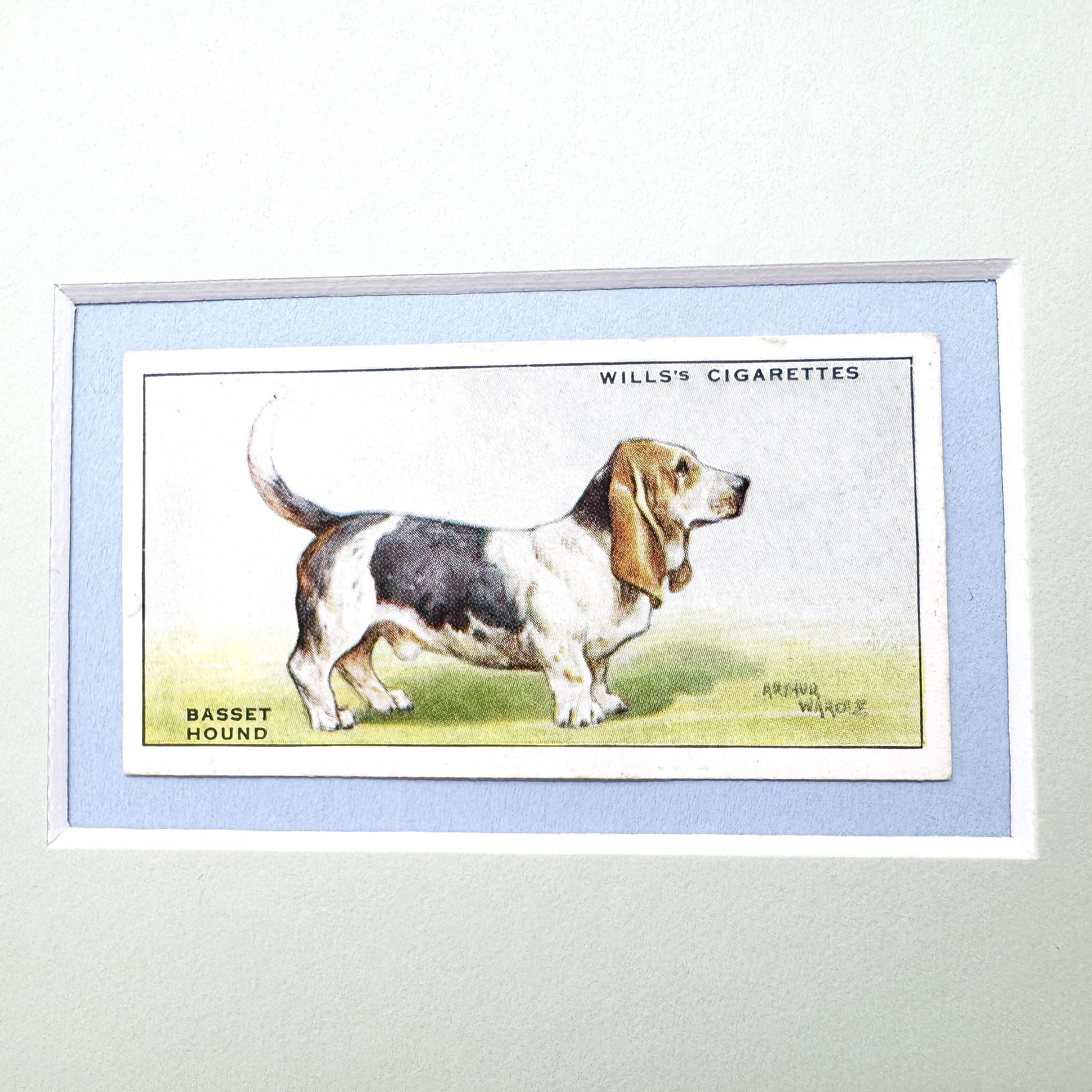 Framed Antique Dog Cigarette Card c. 1937, Basset Hound