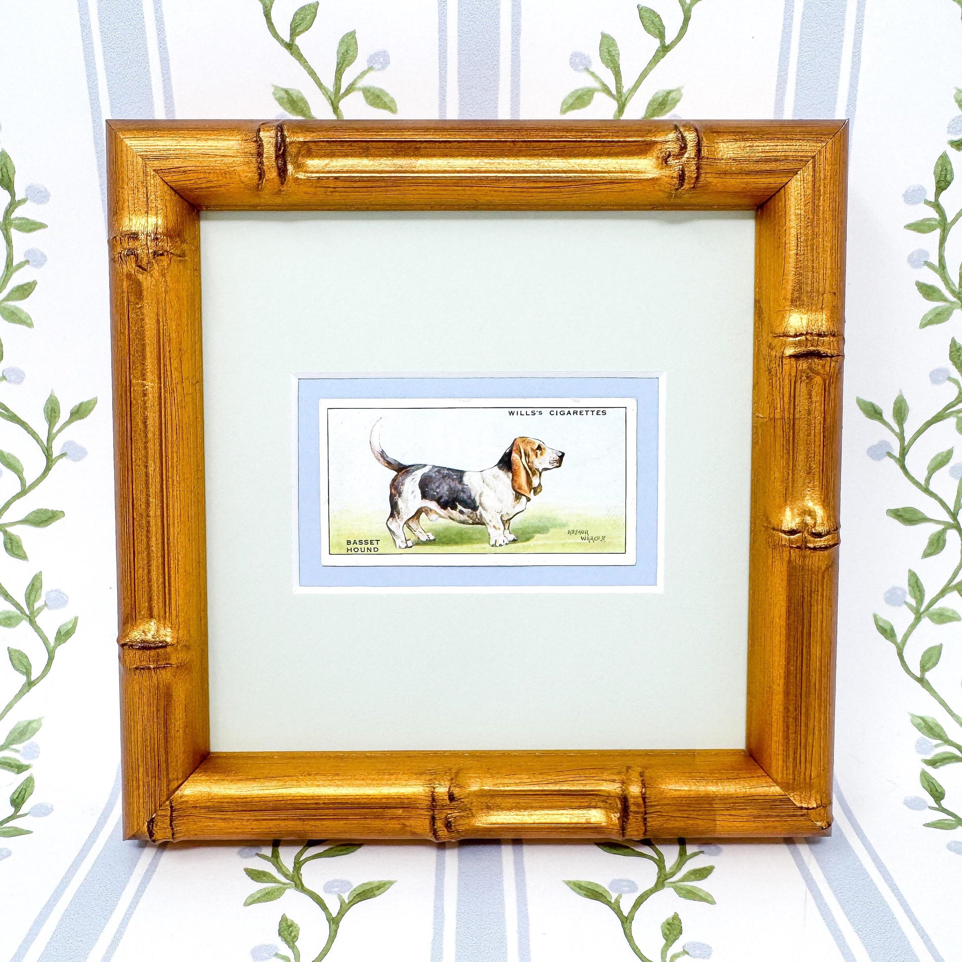 Framed Antique Dog Cigarette Card c. 1937, Basset Hound