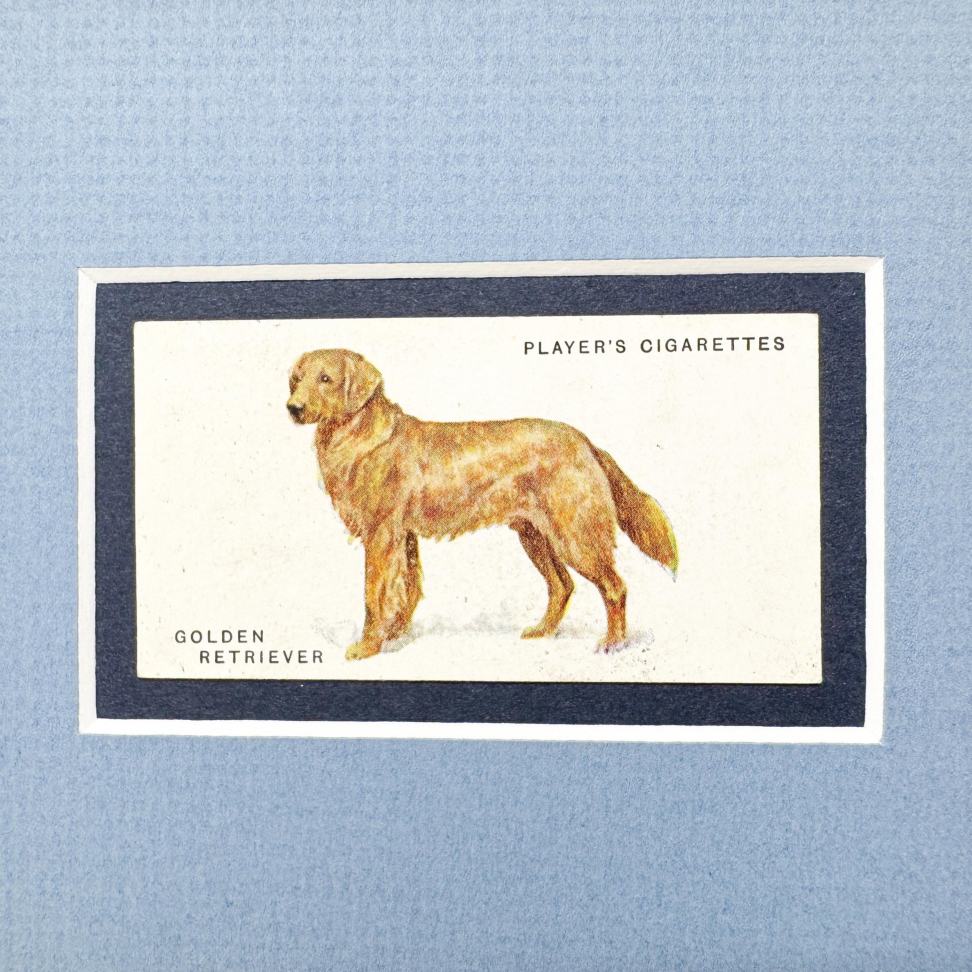 players cigarette cards dogs Framed Dog Antique Cigarette Card c. 1931, Golden Retriever – I Need A Bigger House players cigarette cards dogs Framed Dog Antique Cigarette Card c. 1931, Golden Retriever – I Need A Bigger House