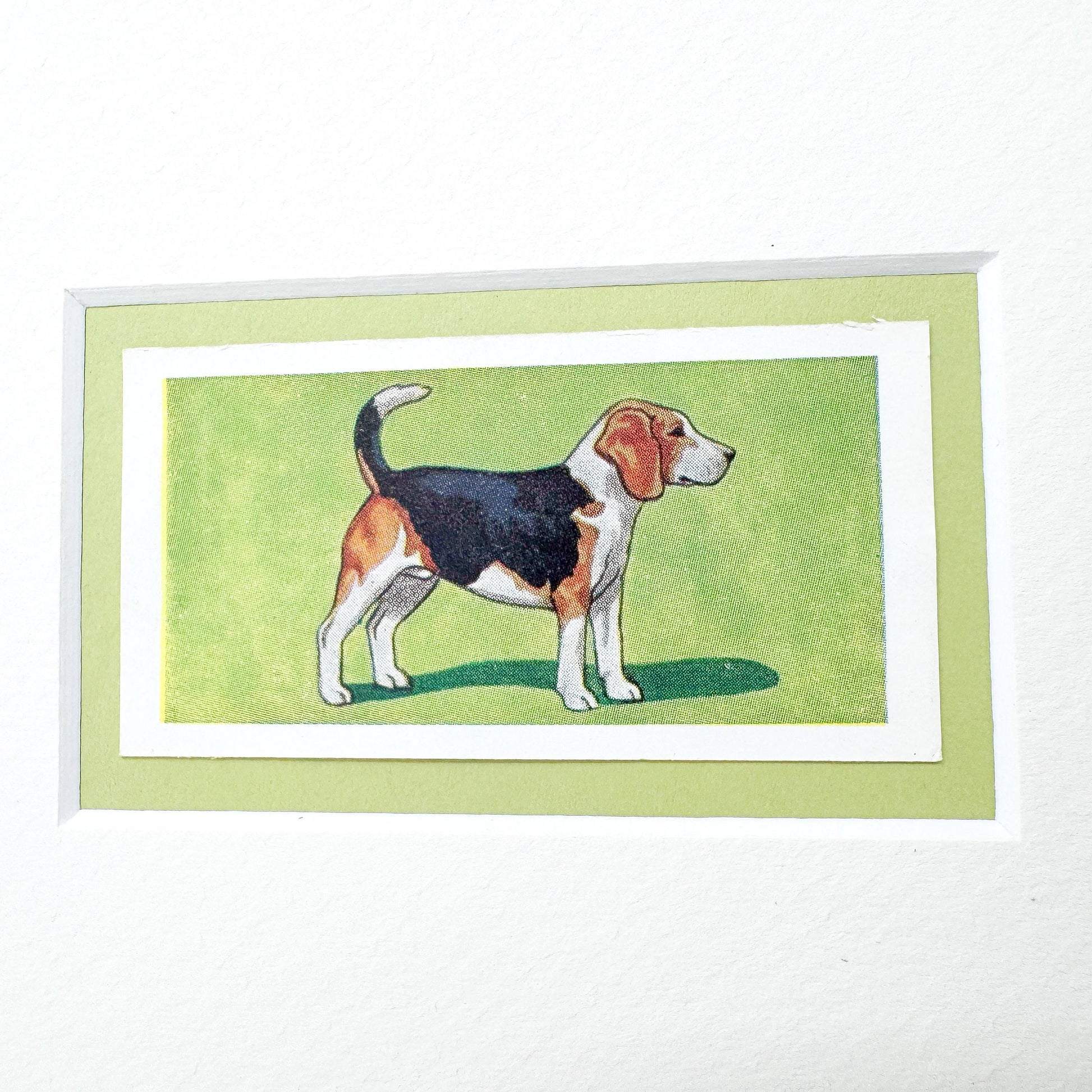 Framed Antique Dog Cigarette Card, Beagle