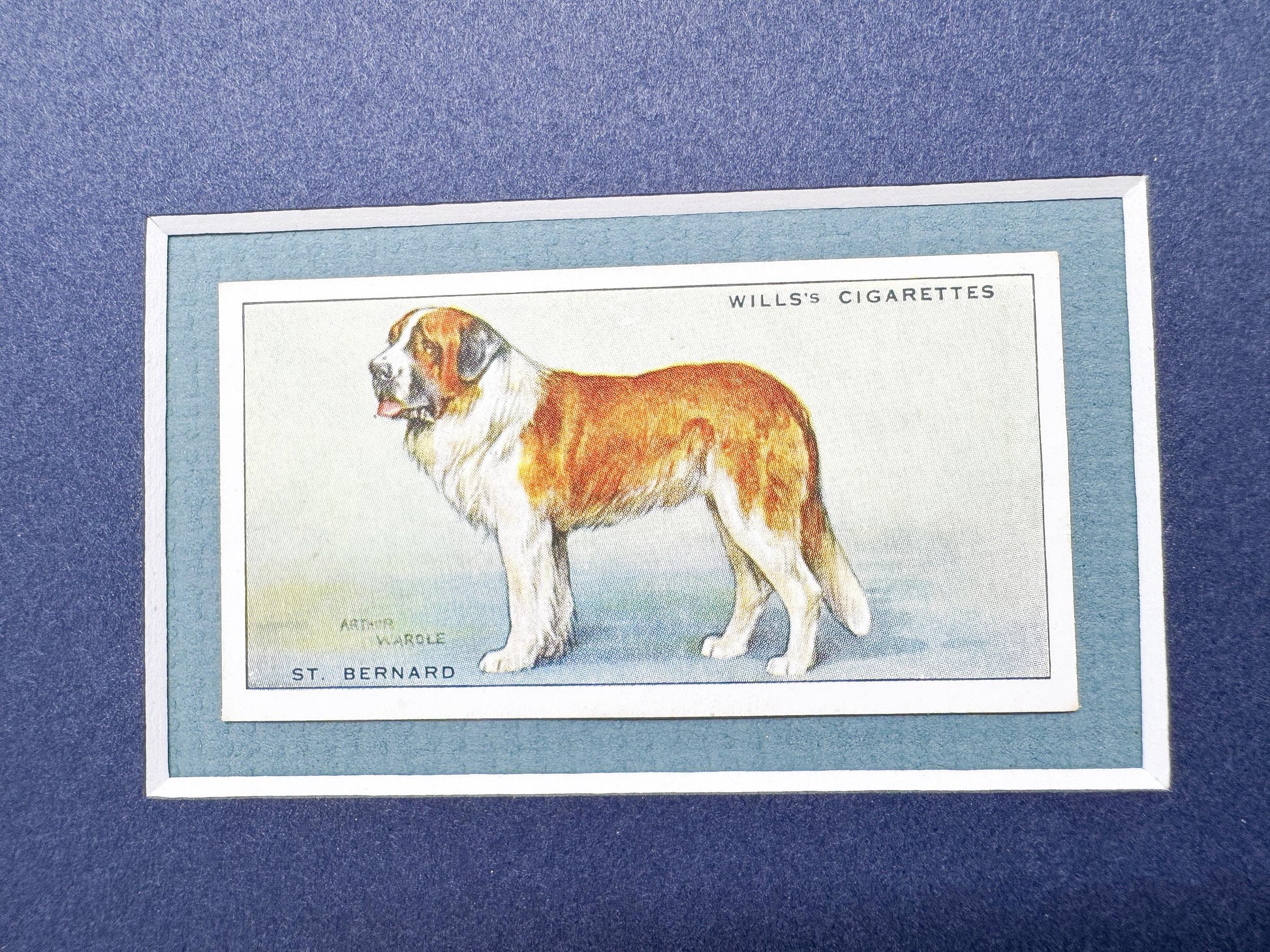 Framed Antique Dog Cigarette Card c. 1937, St. Bernard