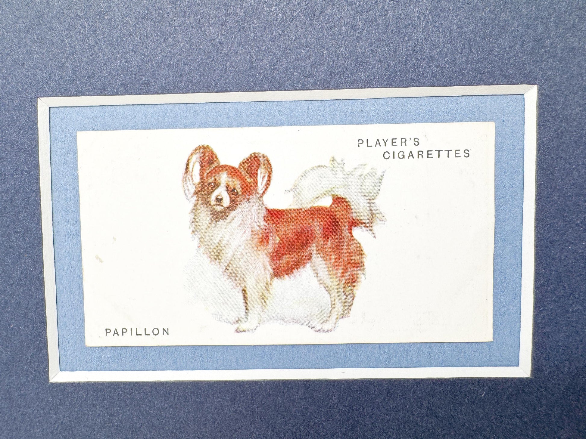 Framed Dog Antique Cigarette Card c. 1931, Papillon