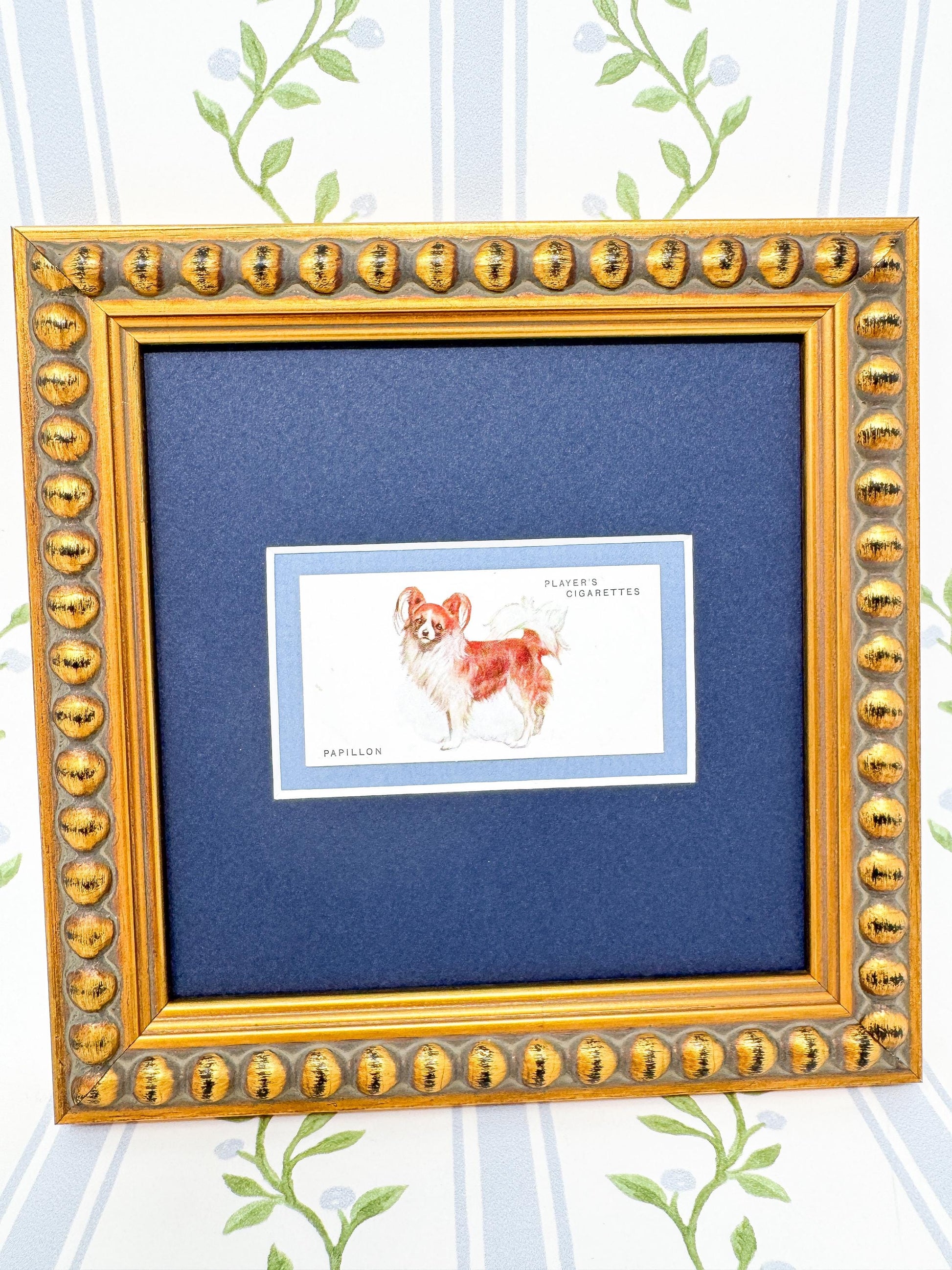 Framed Dog Antique Cigarette Card c. 1931, Papillon