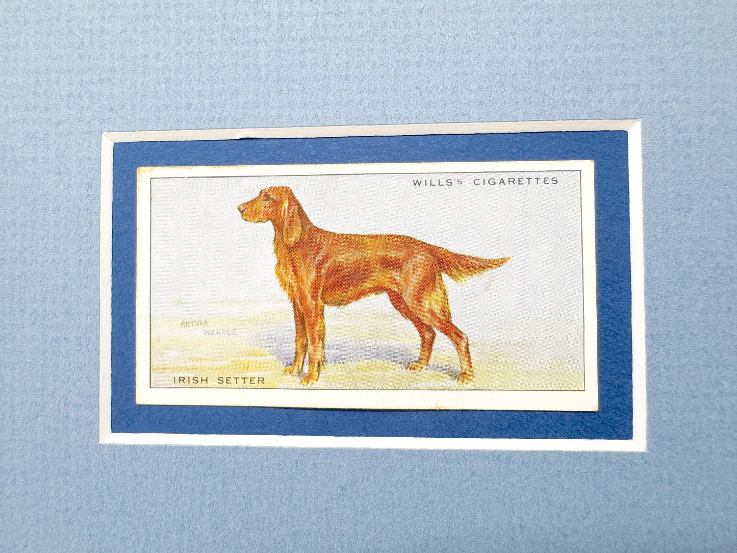 Framed Antique Dog Cigarette Card c. 1937, Irish Setter