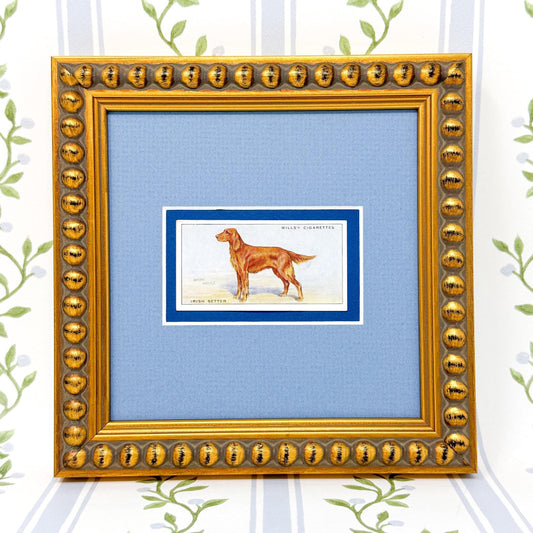 Framed Antique Dog Cigarette Card c. 1937, Irish Setter