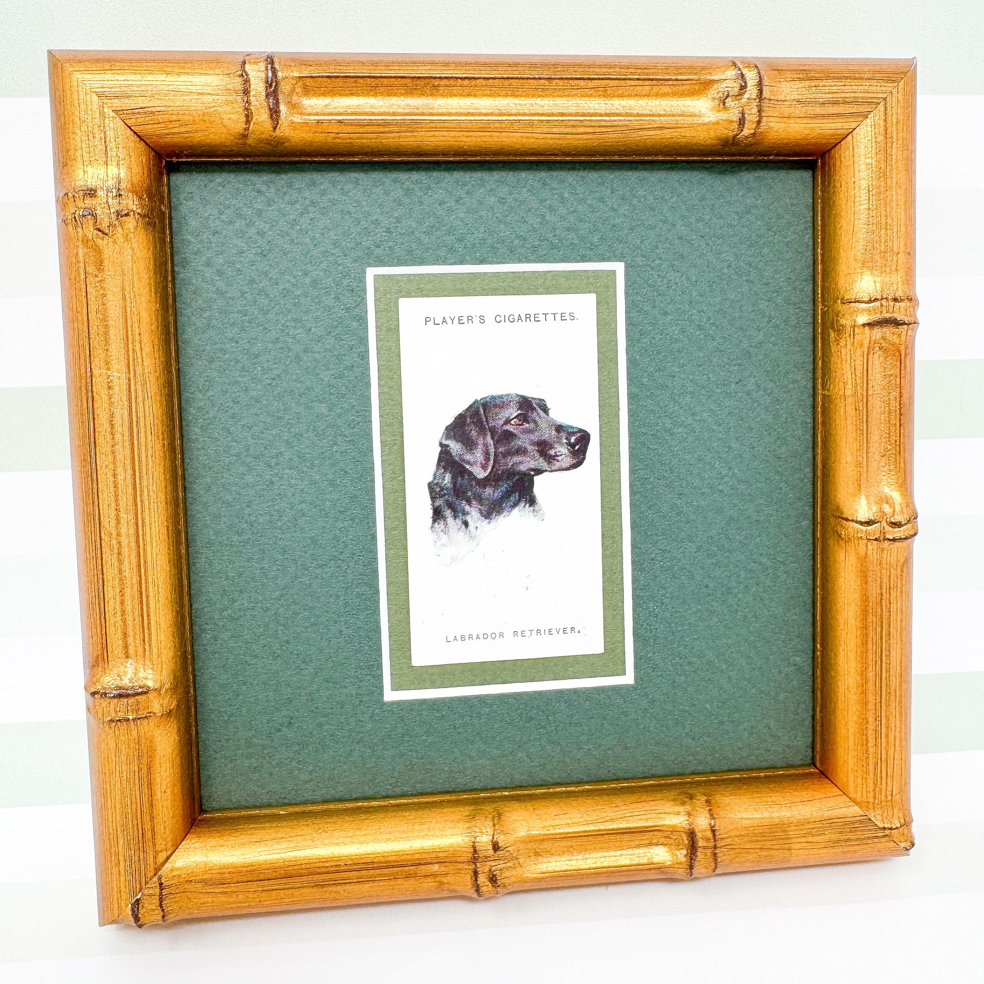 Framed Dog Antique Cigarette Card c. 1929, Black Labrador Retriever