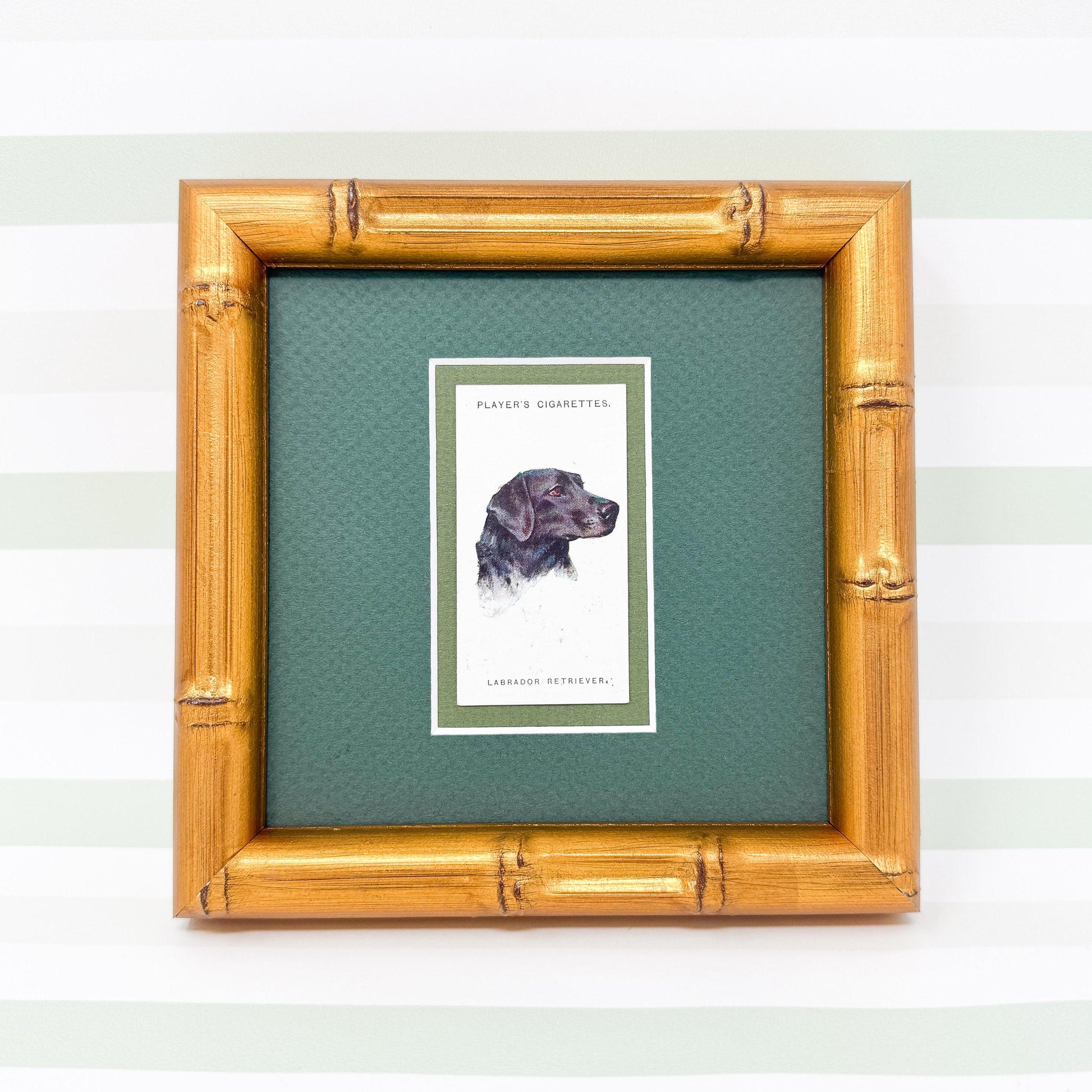 Framed Dog Antique Cigarette Card c. 1929, Black Labrador Retriever