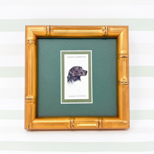 Framed Dog Antique Cigarette Card c. 1929, Black Labrador Retriever