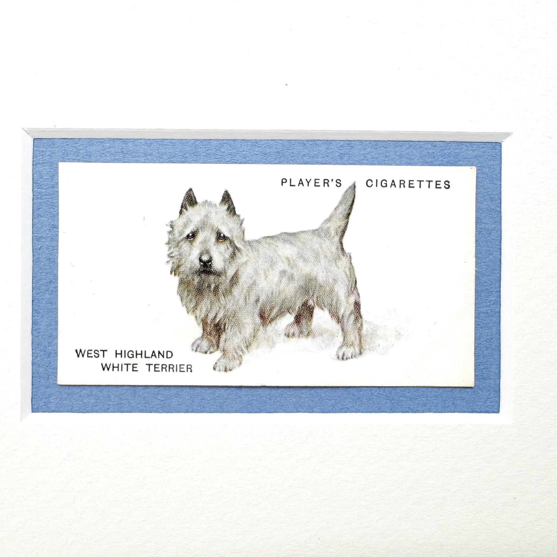 Framed Antique Dog Cigarette Card c. 1937, West Highland Terrier