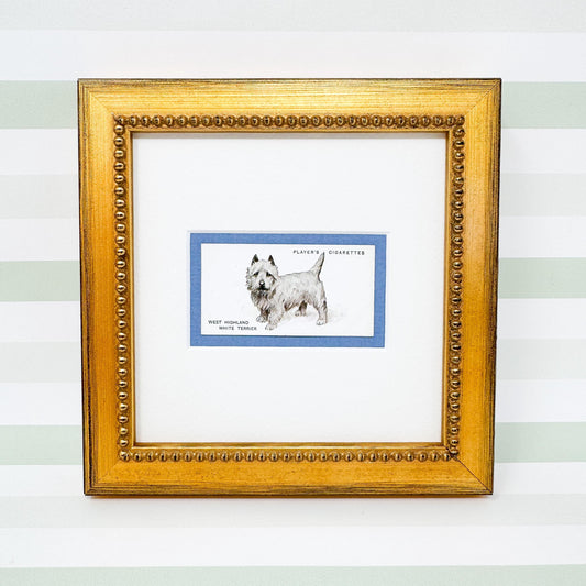 Framed Antique Dog Cigarette Card c. 1937, West Highland Terrier