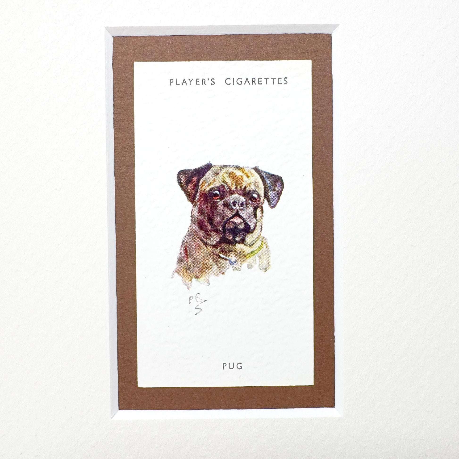 Framed Antique Dog Cigarette Card c. 1929, Pug