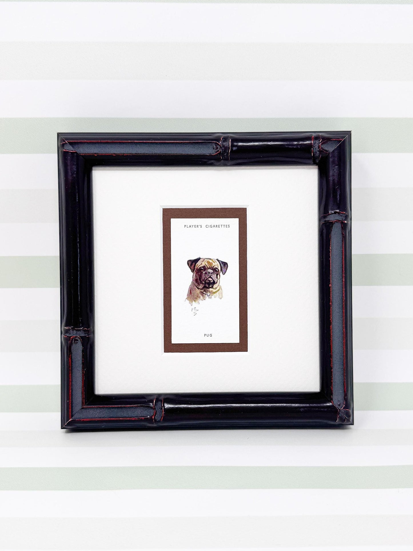 Framed Antique Dog Cigarette Card c. 1929, Pug