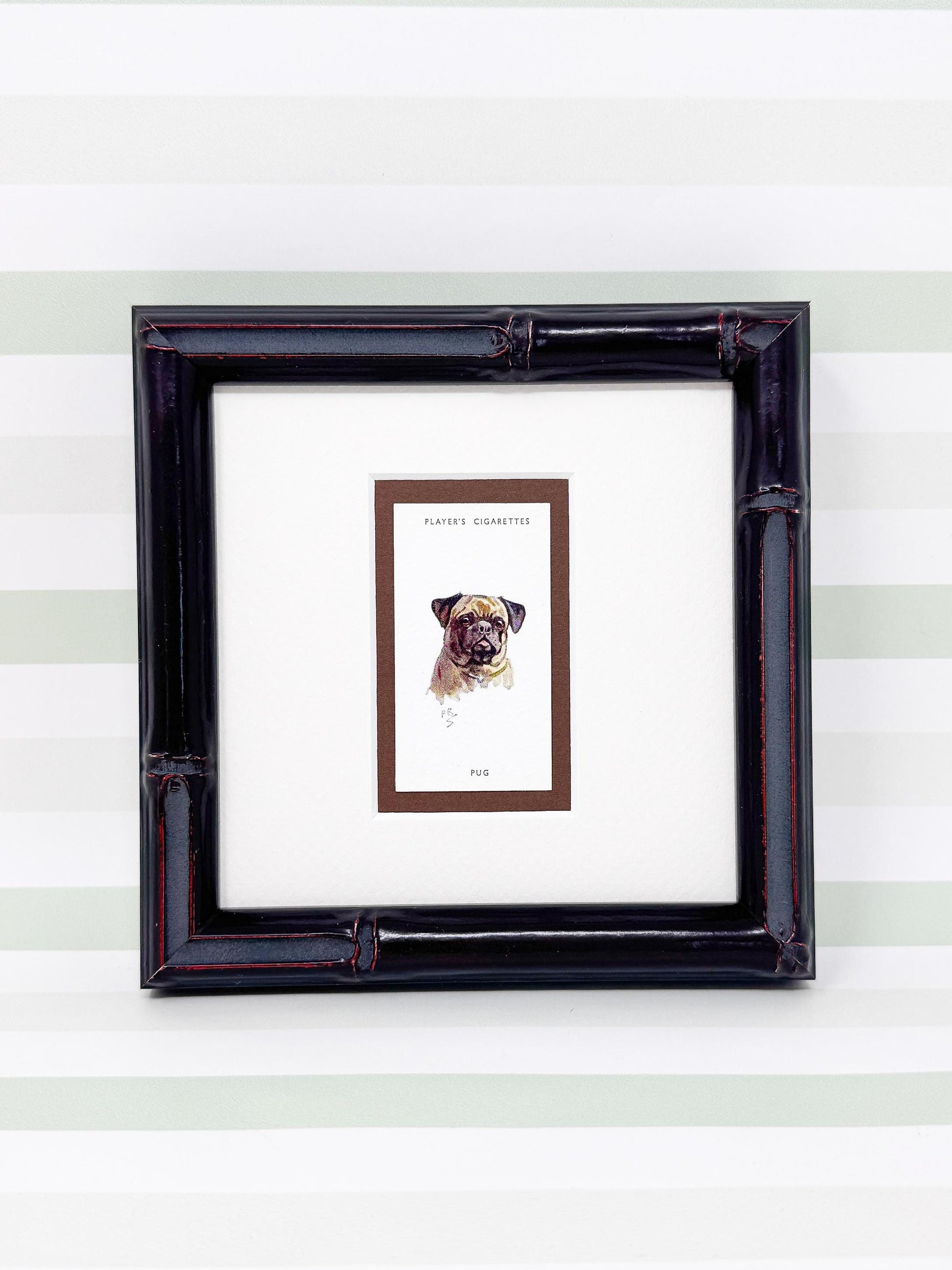 Framed Antique Dog Cigarette Card c. 1929, Pug