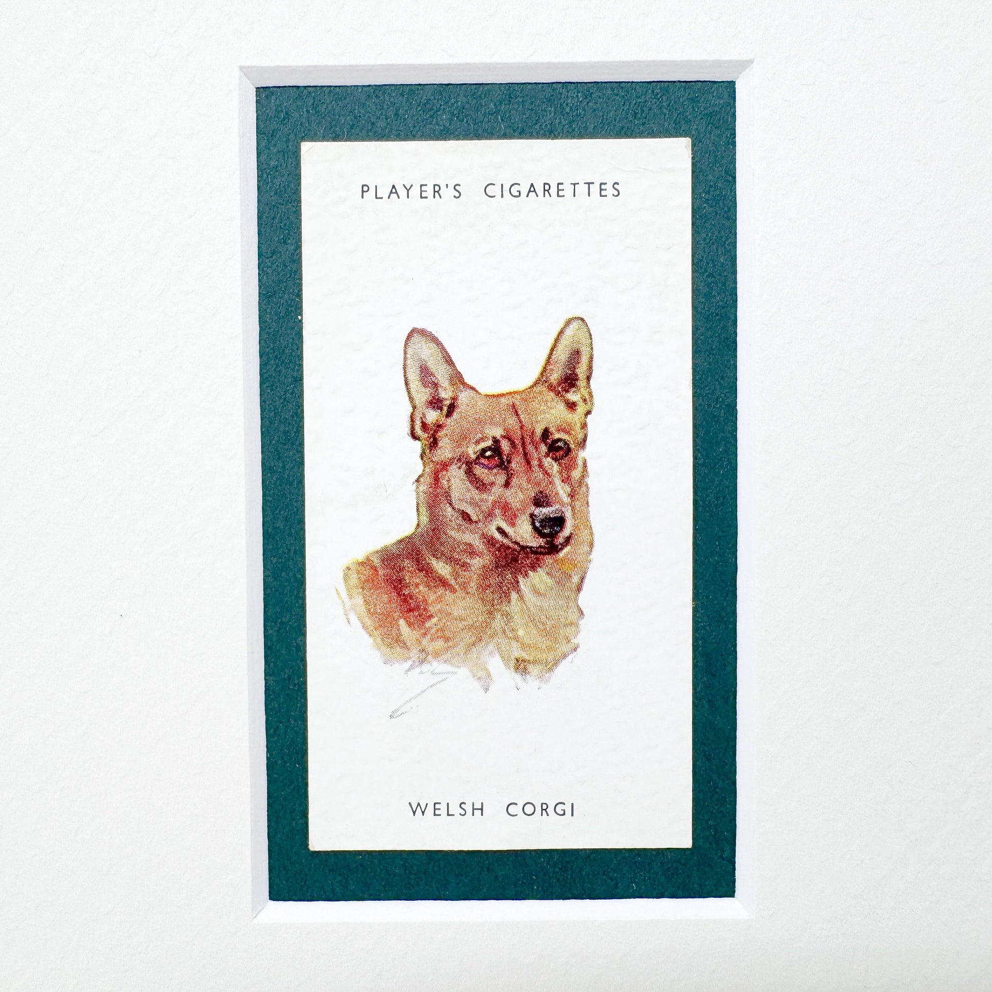 Framed Antique Dog Cigarette Card c. 1929, Welsh Corgi