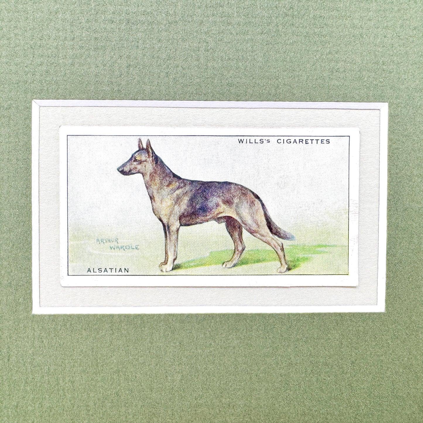 Framed Antique Dog Cigarette Card c. 1937, Alsatian (German Shepherd)
