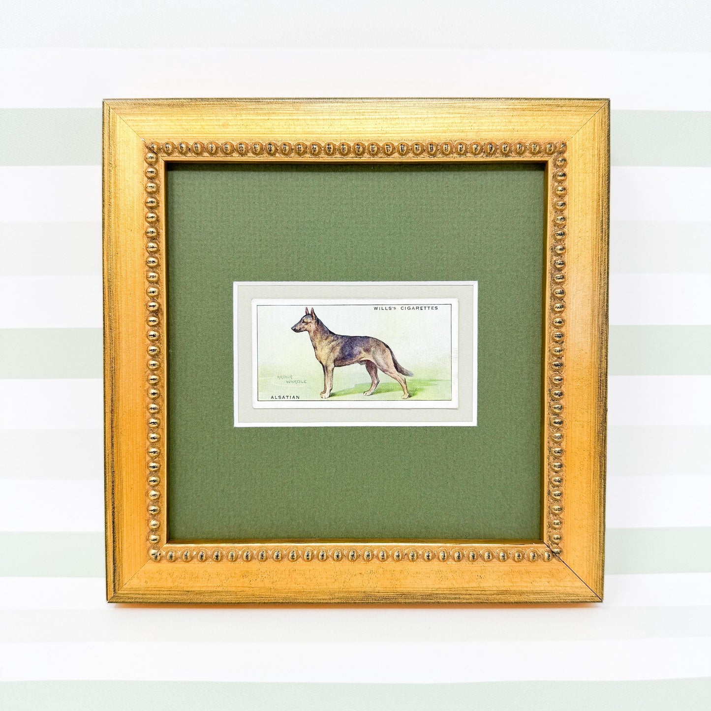 Framed Antique Dog Cigarette Card c. 1937, Alsatian (German Shepherd)