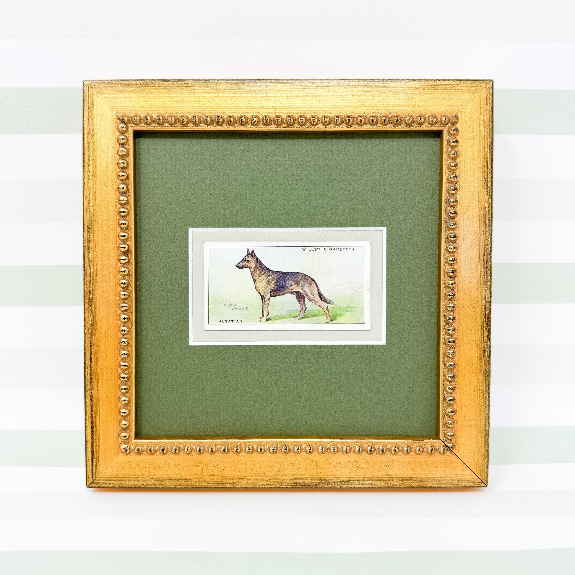 Framed Antique Dog Cigarette Card c. 1937, Alsatian (German Shepherd)