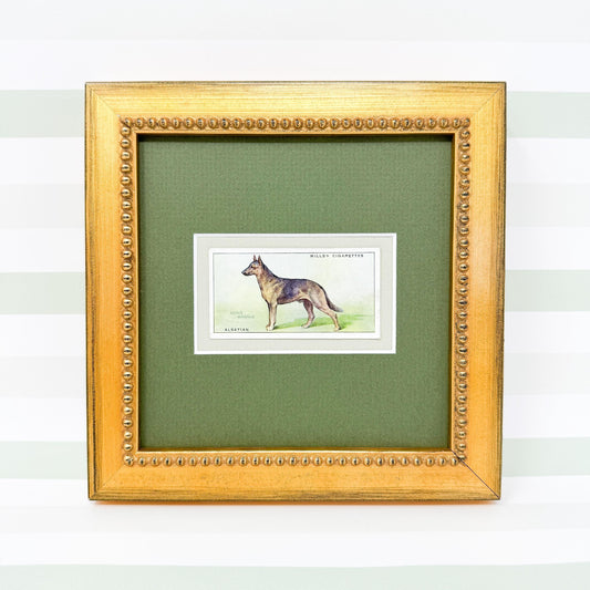 Framed Antique Dog Cigarette Card c. 1937, Alsatian (German Shepherd)